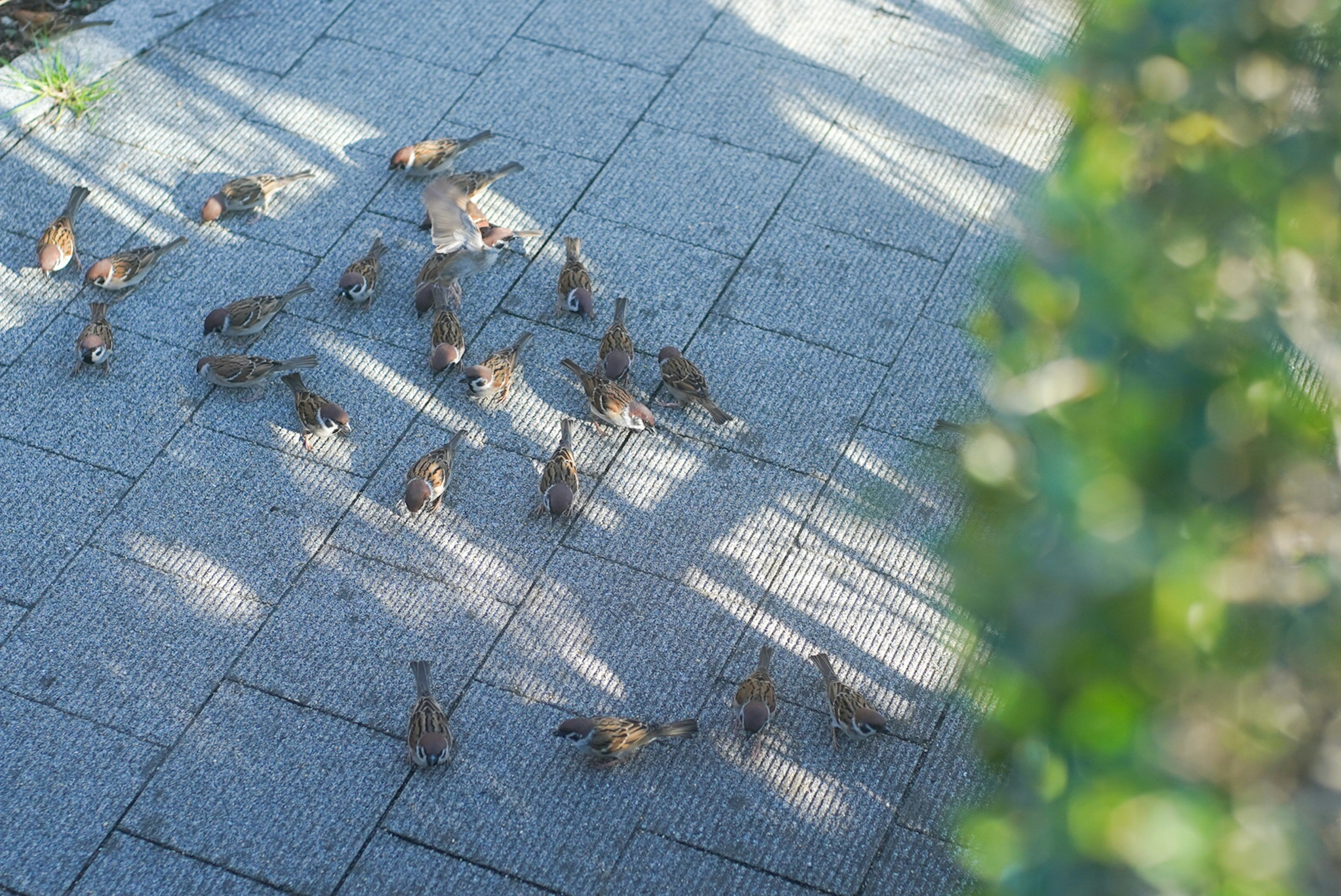 Un groupe de petits oiseaux rassemblés sur une surface pavée