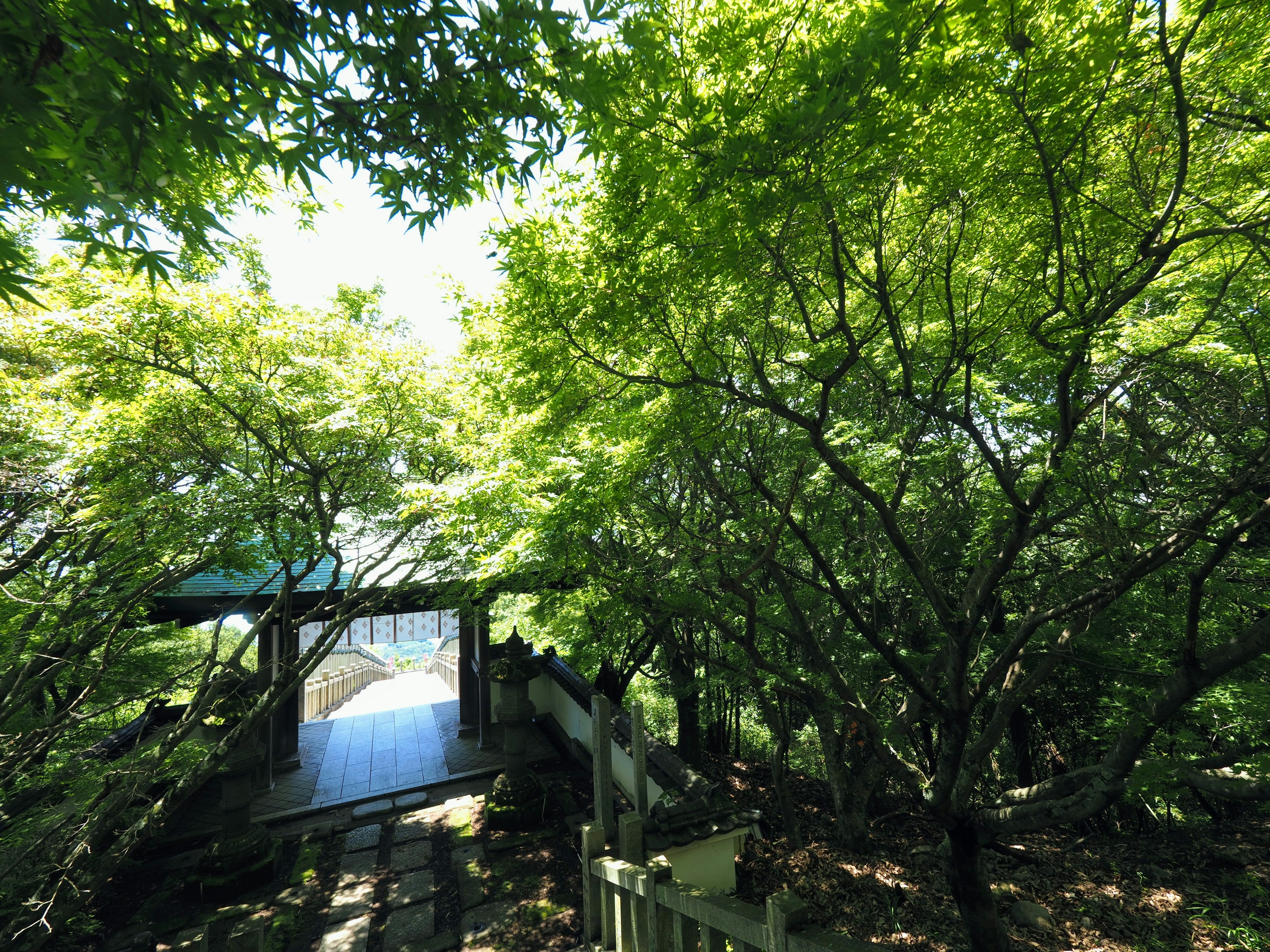 Chemin entouré de verdure luxuriante avec un bâtiment à fenêtre ouverte