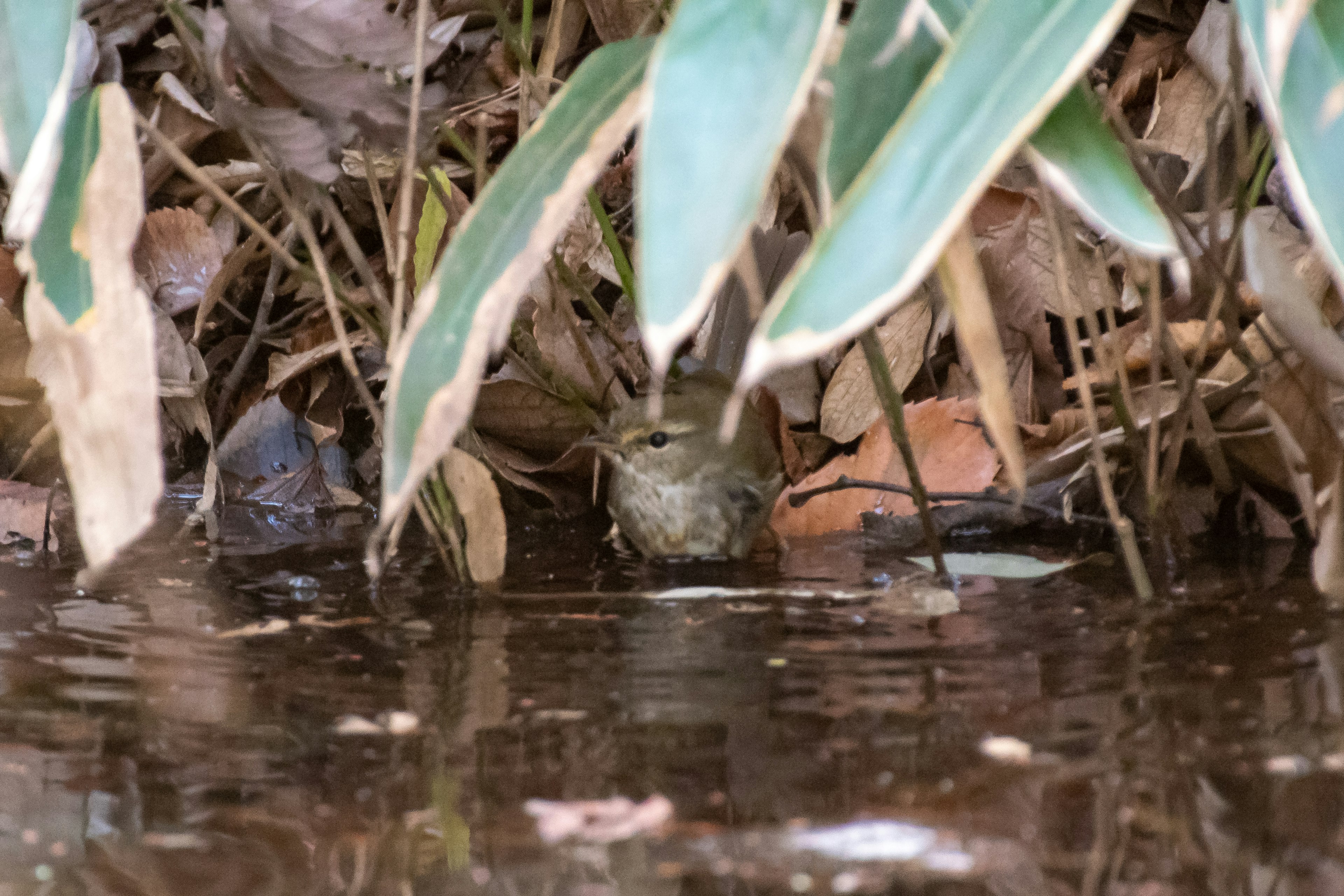 A frog hidden beneath water plants near the shore