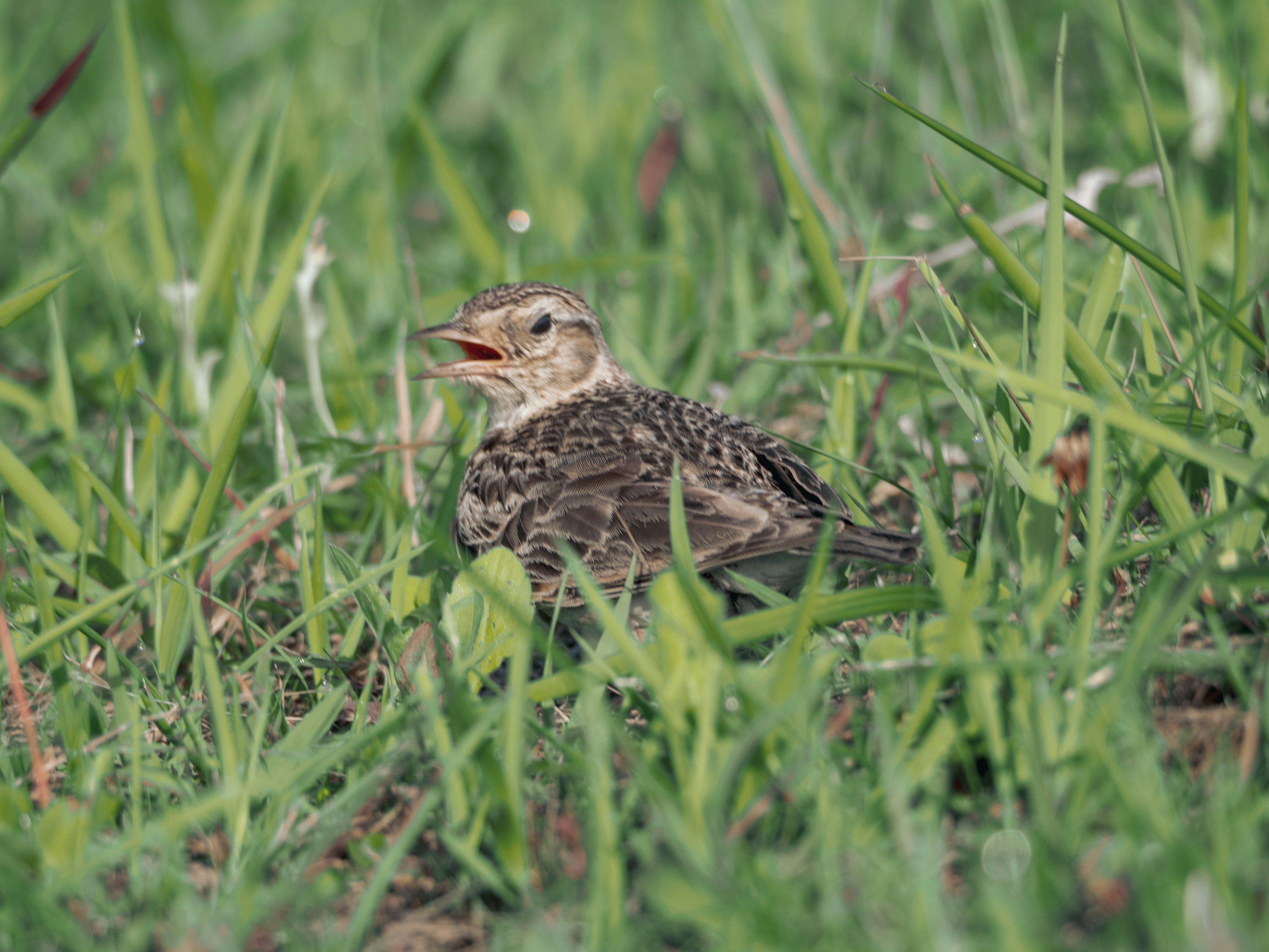 Un pequeño polluelo descansando en la hierba verde