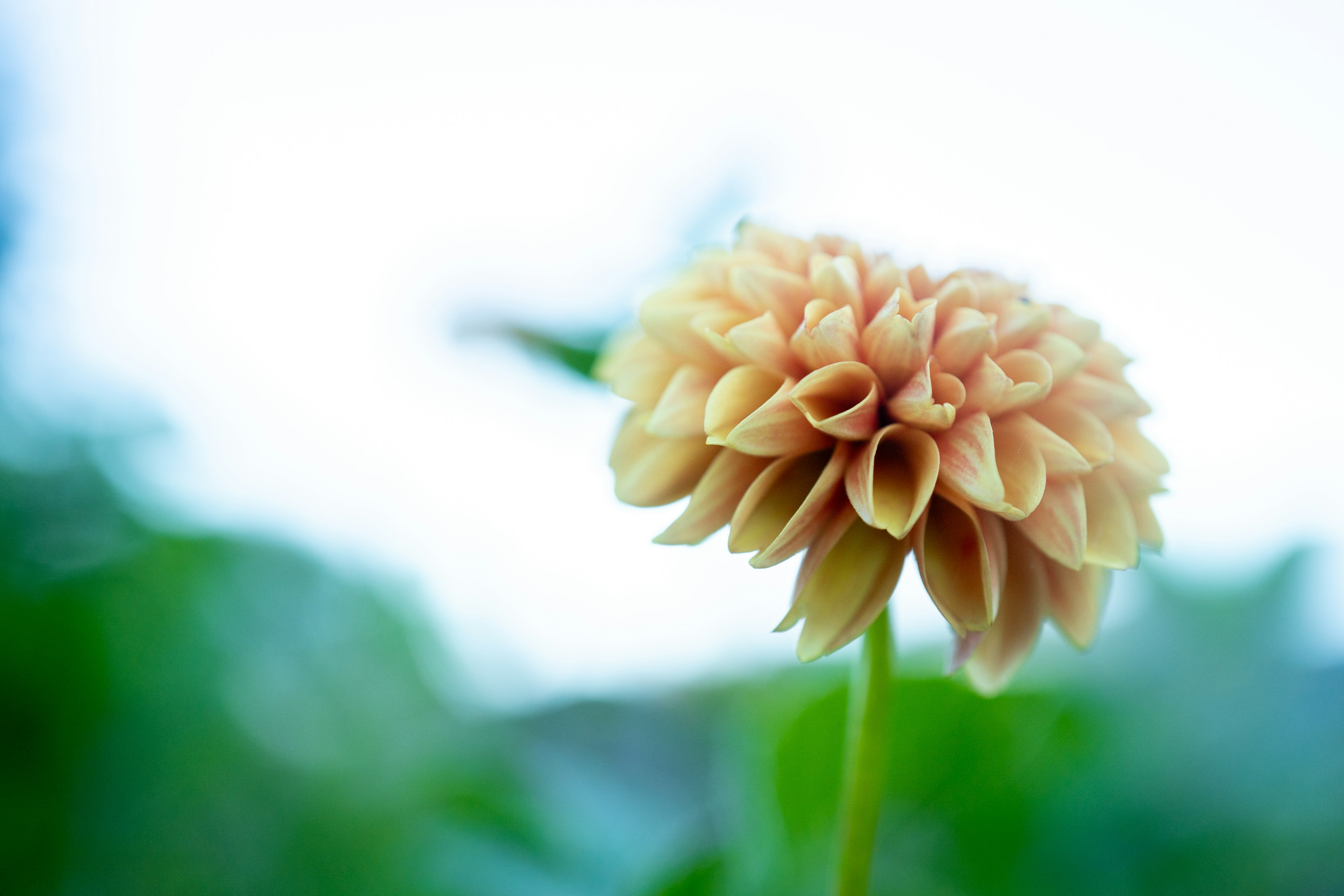 Eine blassorangefarbene Dahlienblume blüht vor einem blauen Hintergrund