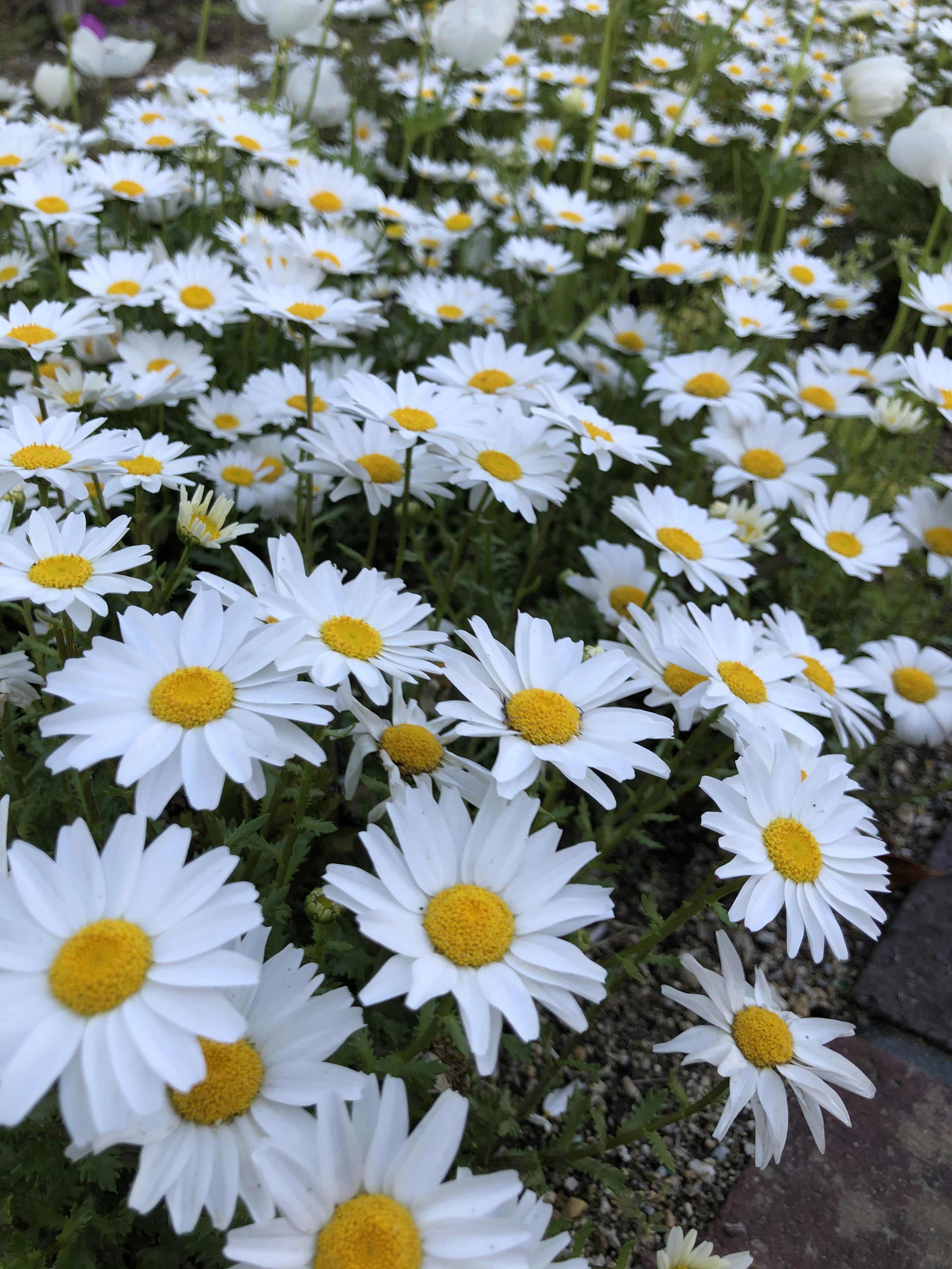 Un denso grupo de margaritas con pétalos blancos y centros amarillos