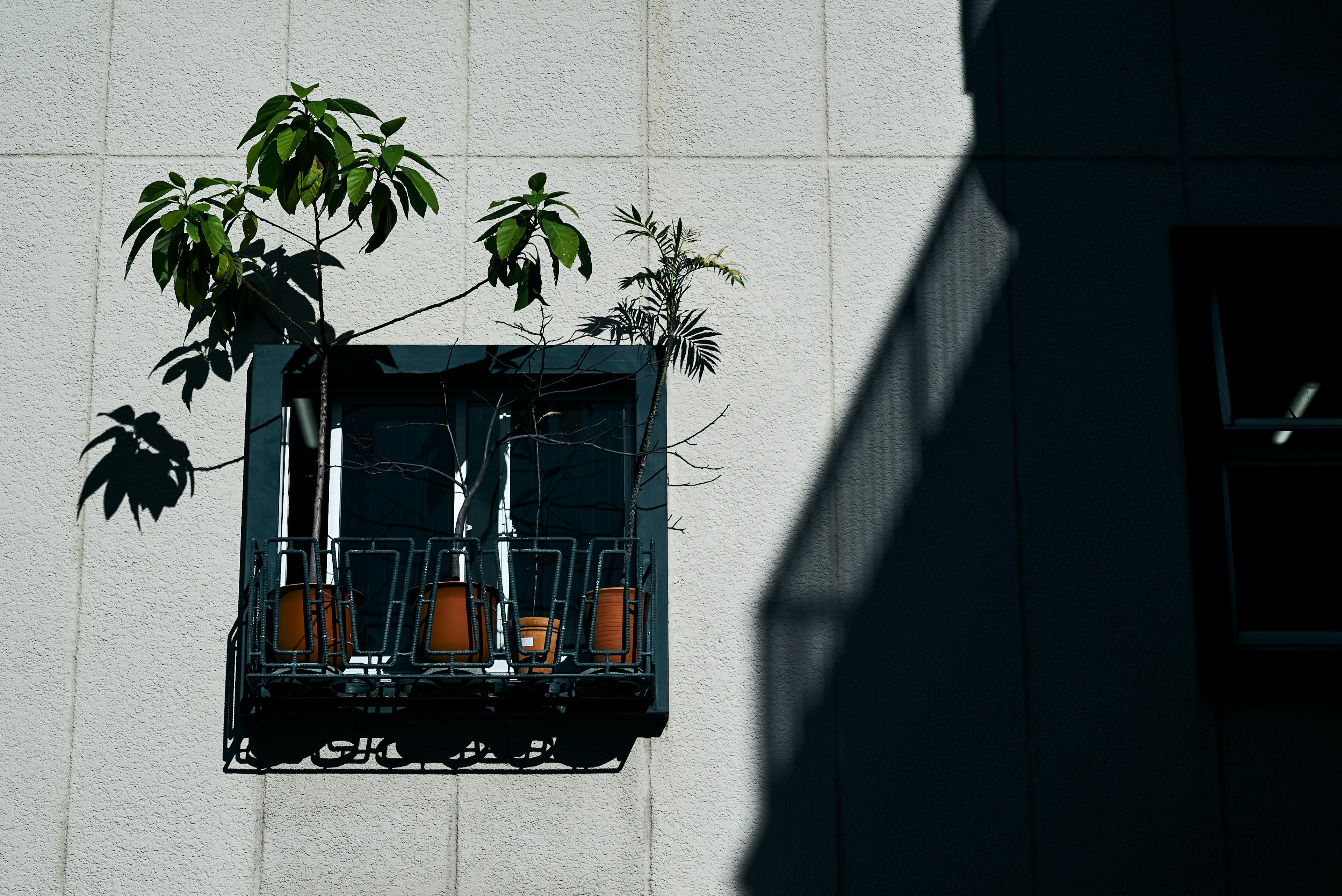 Bac à fleurs avec plantes attaché au mur d'un bâtiment et ombres