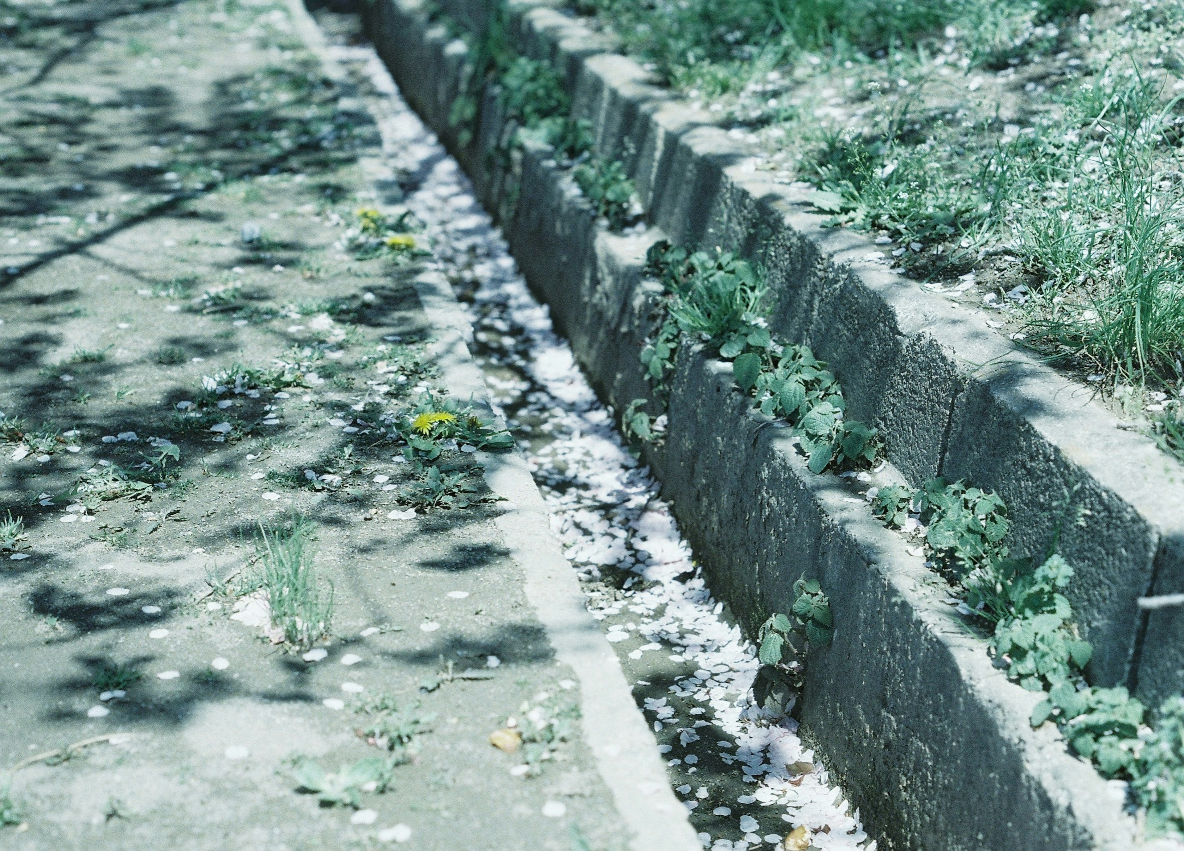 舗装された道の側にある草と花びらが散りばめられた溝