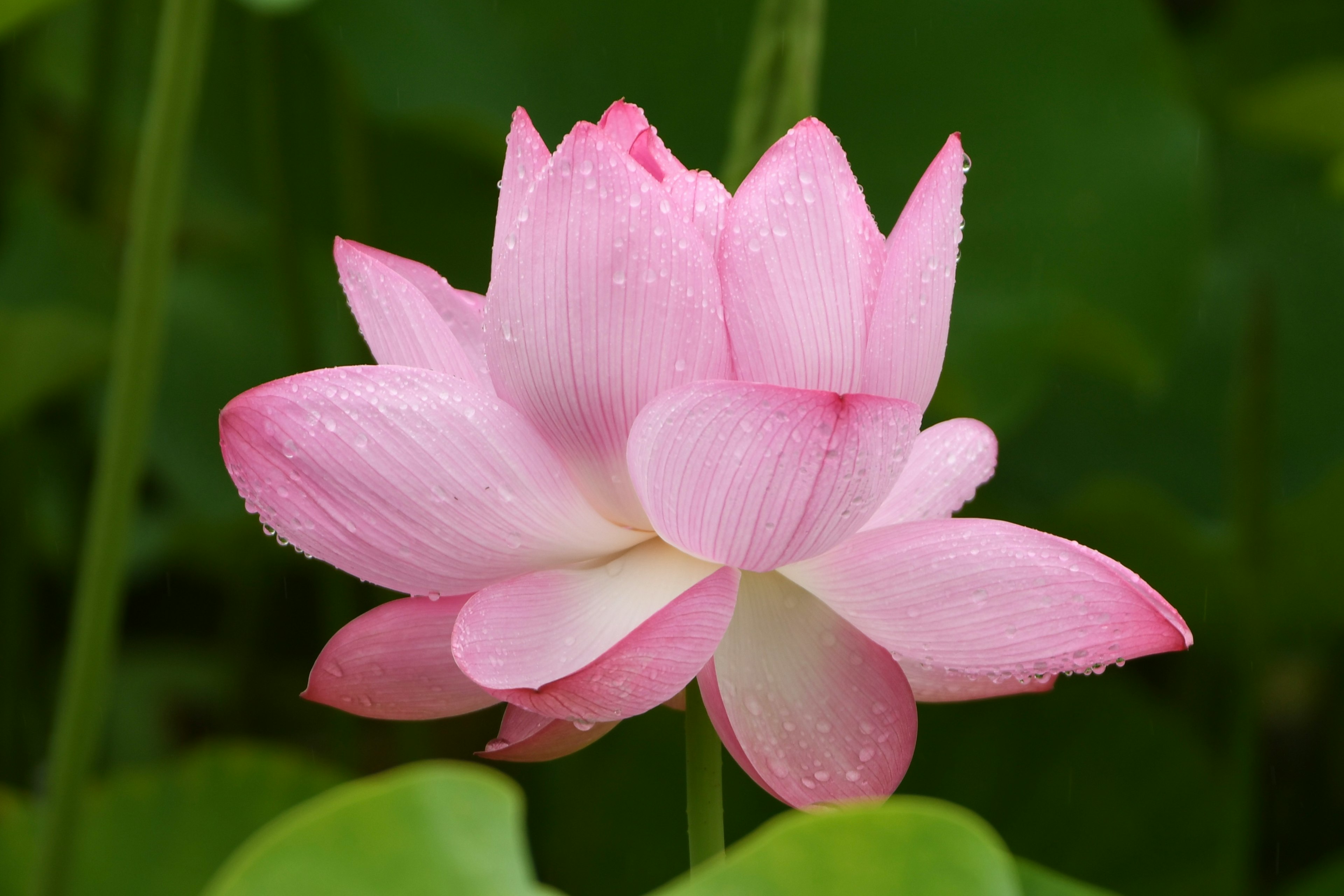 一朵美麗的蓮花盛開，呈柔和的粉色