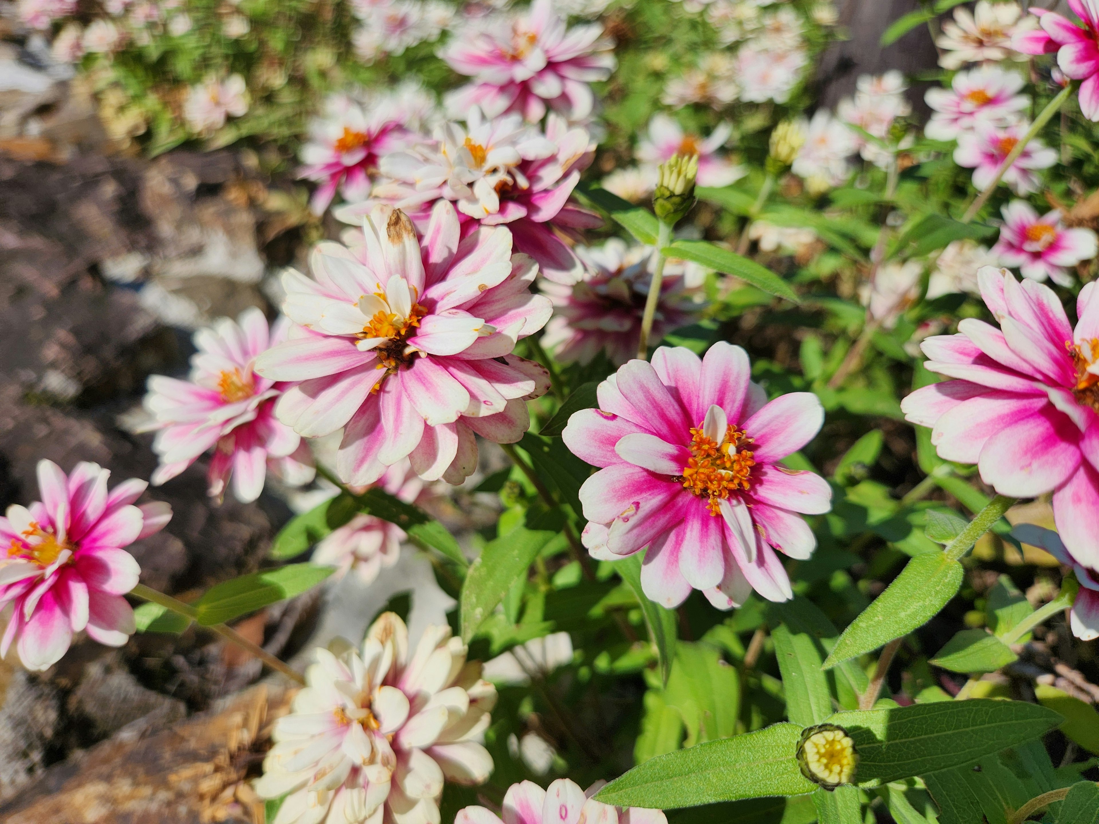 色とりどりの花が咲く美しい風景