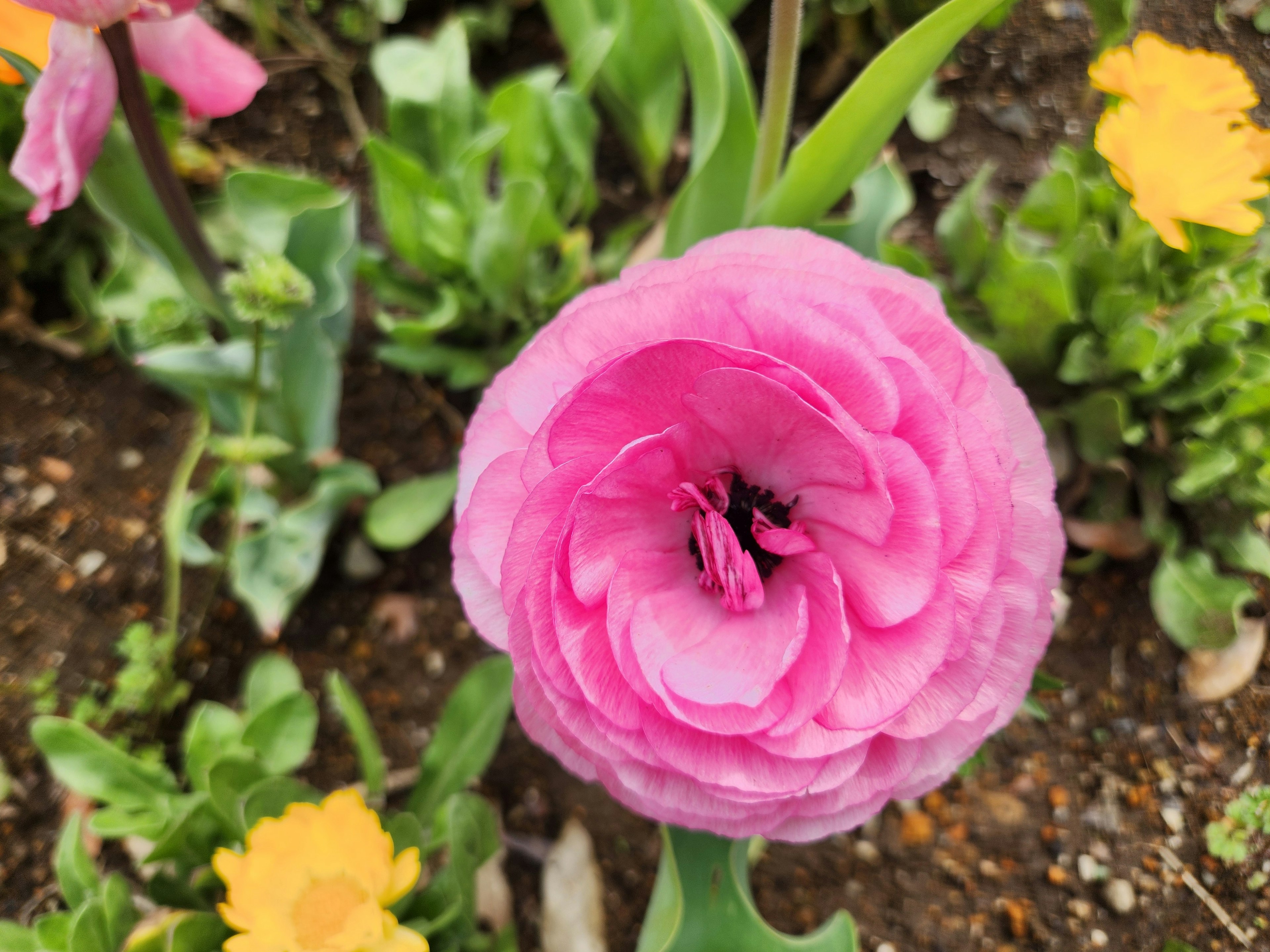 Sebuah bunga ranunculus pink yang sedang mekar dikelilingi oleh tanaman hijau