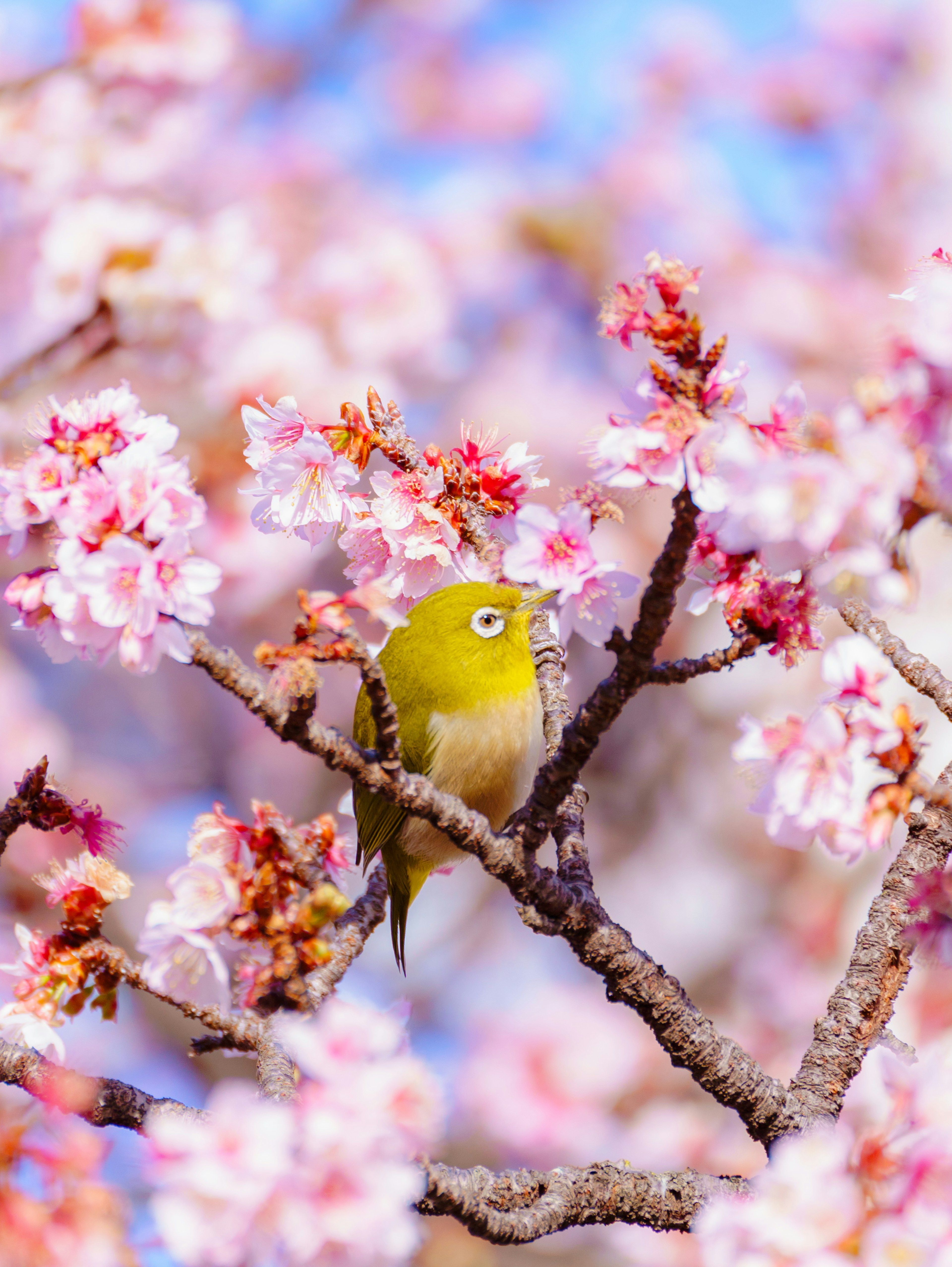 Un oiseau vert perché parmi des cerisiers en fleurs roses