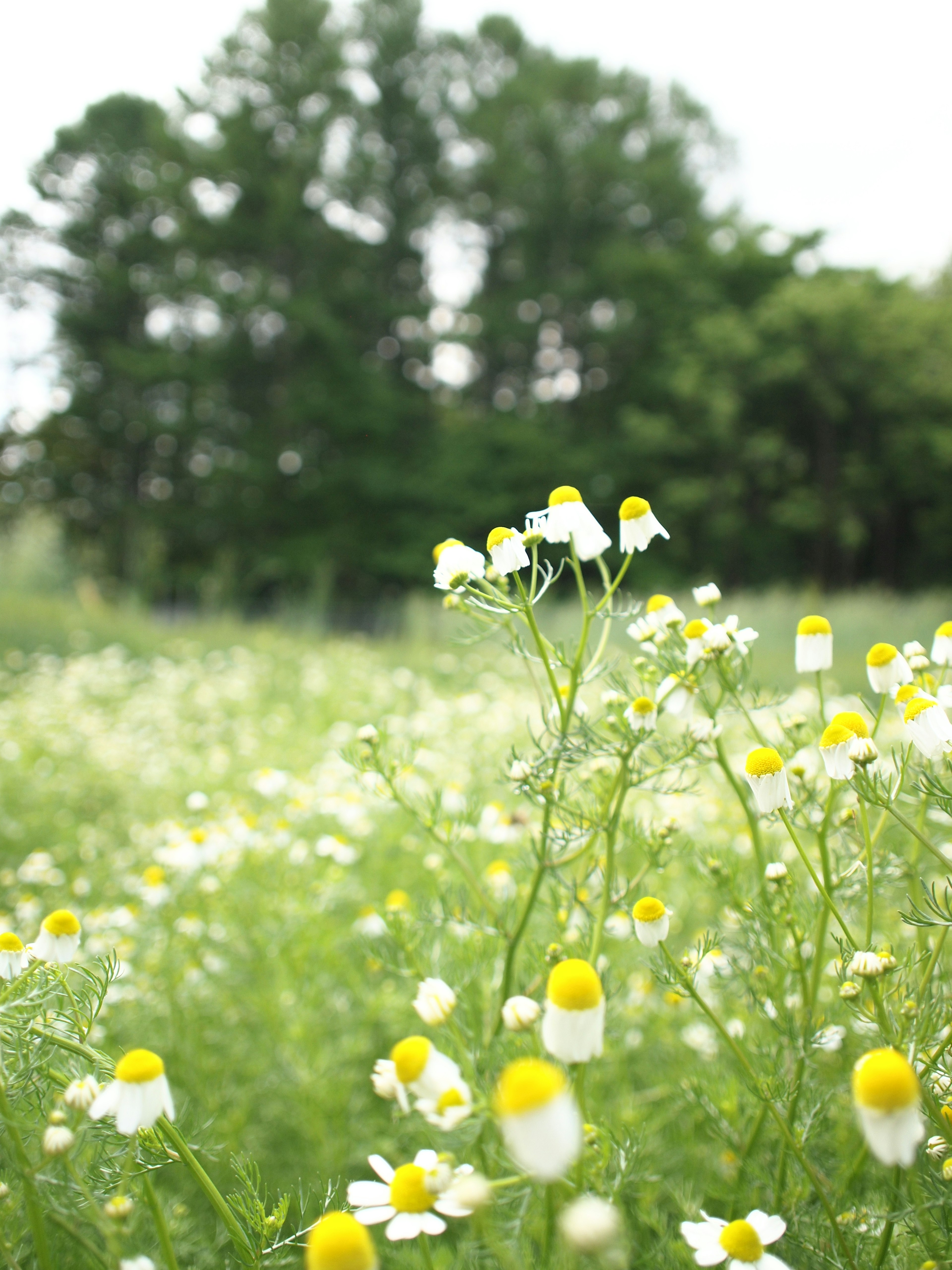 Ein üppiges grünes Feld voller weißer Wildblumen mit gelben Zentren