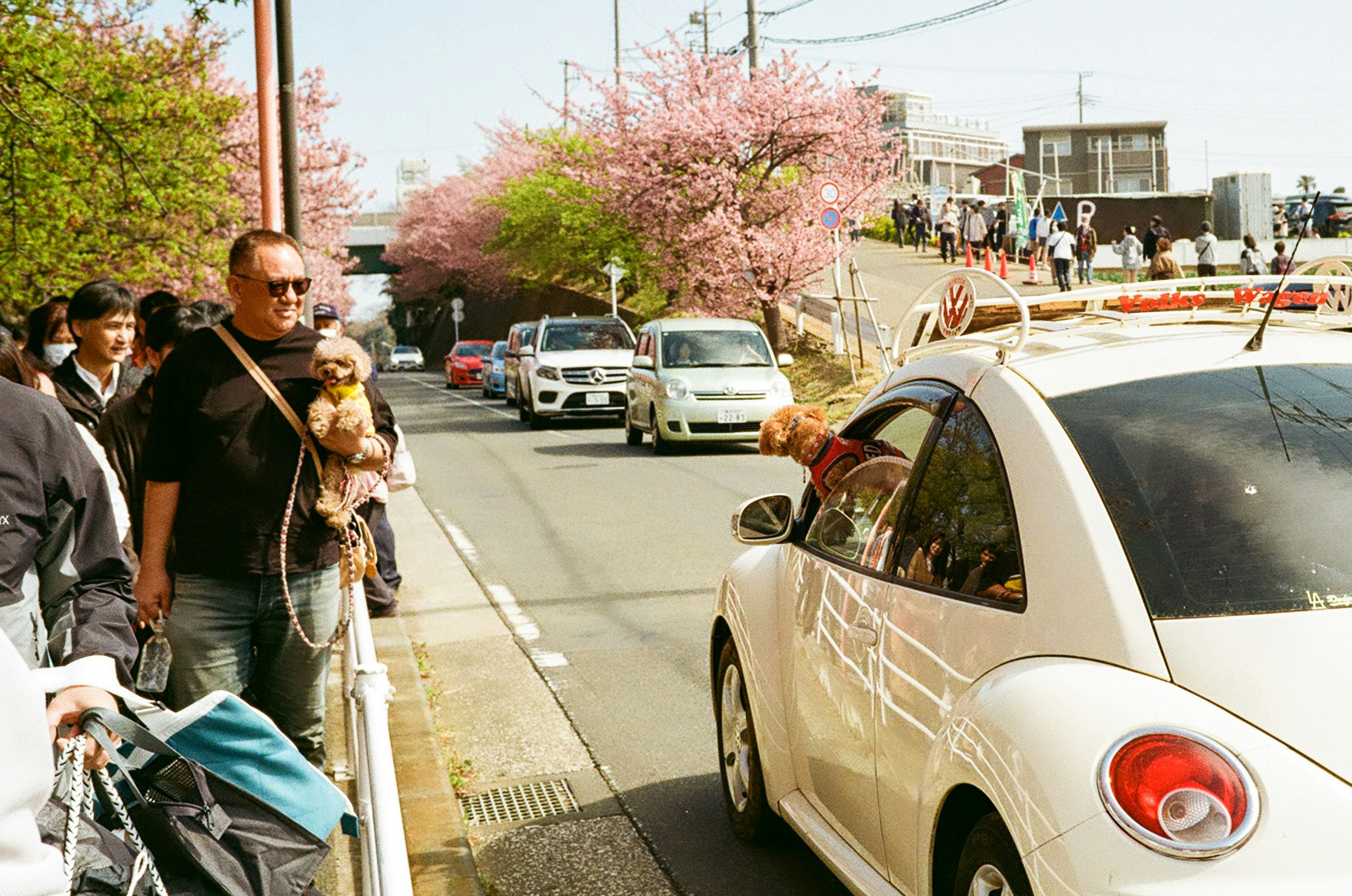 桜の木が並ぶ道沿いで人々が集まる光景 車の窓から顔を出す犬