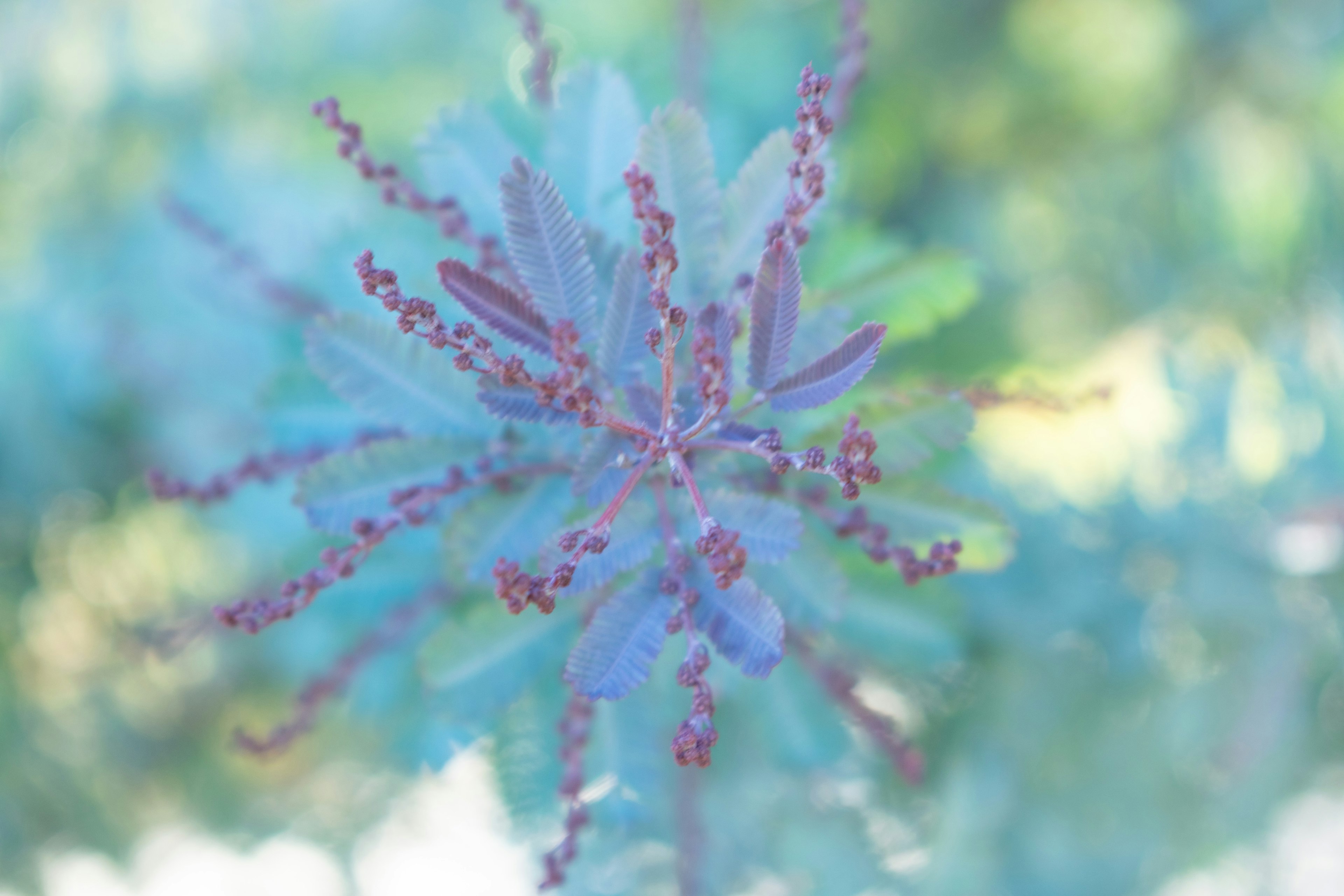 Close-up tanaman dengan daun biru dan tunas merah