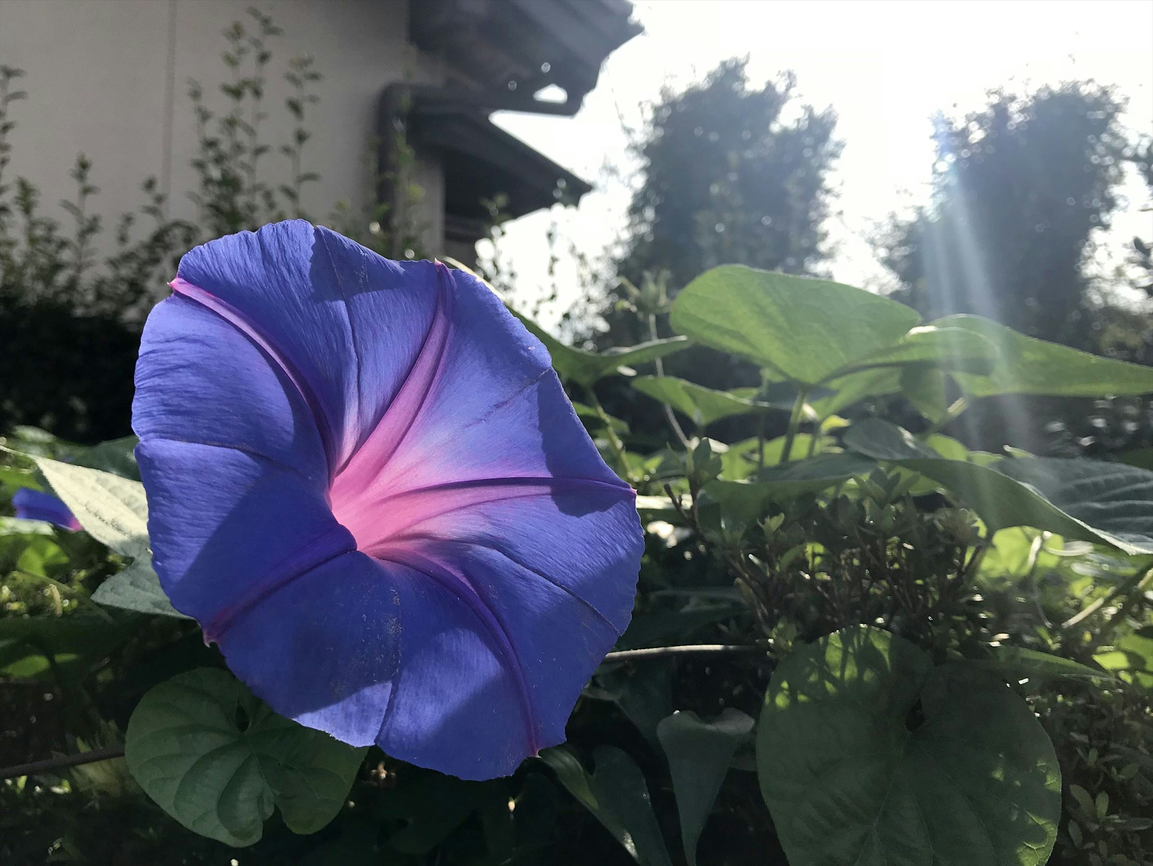 紫色の朝顔の花が日差しを浴びて咲いている