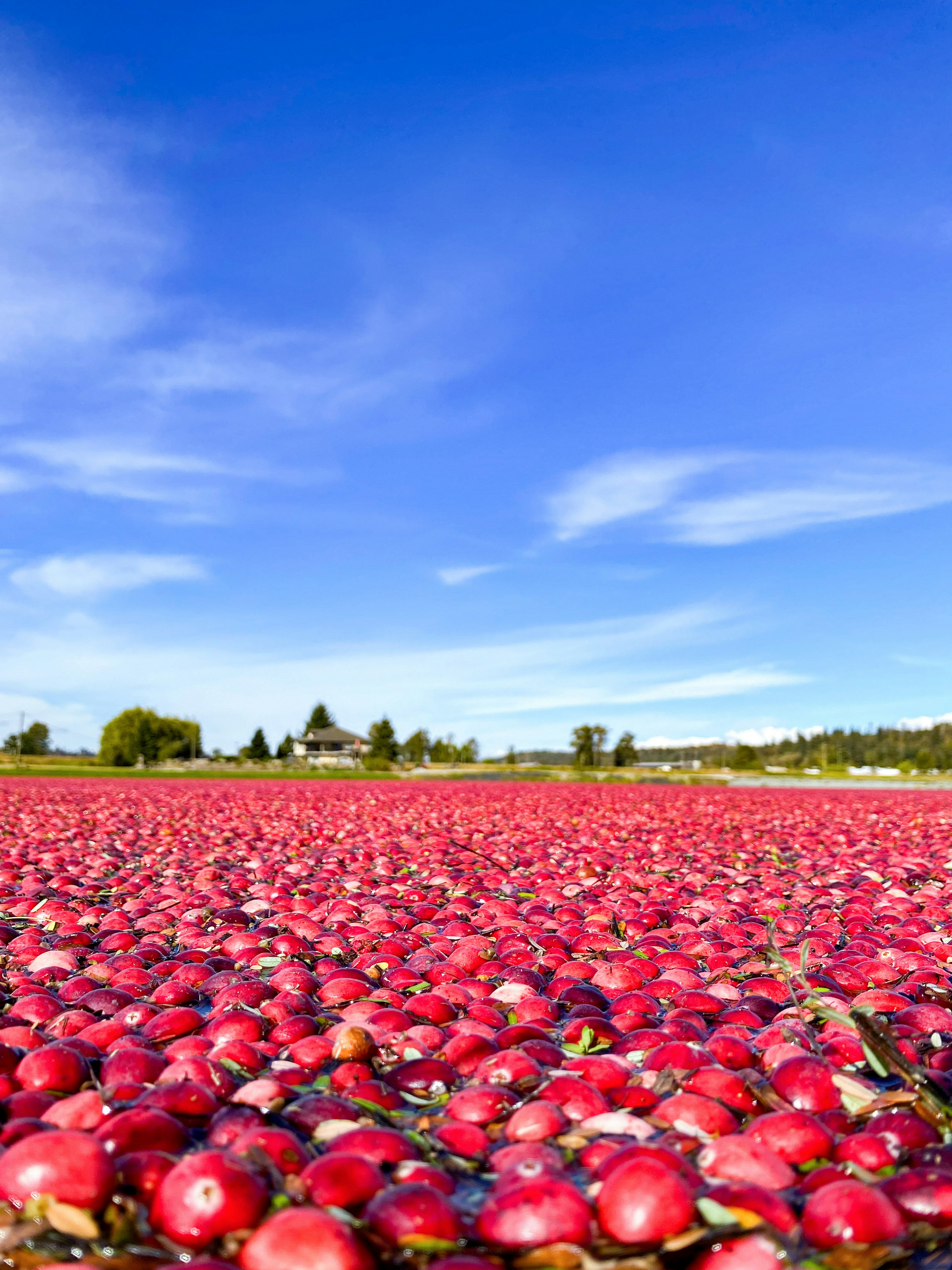 Campo de arándanos cubierto de bayas rojas vibrantes bajo un cielo azul