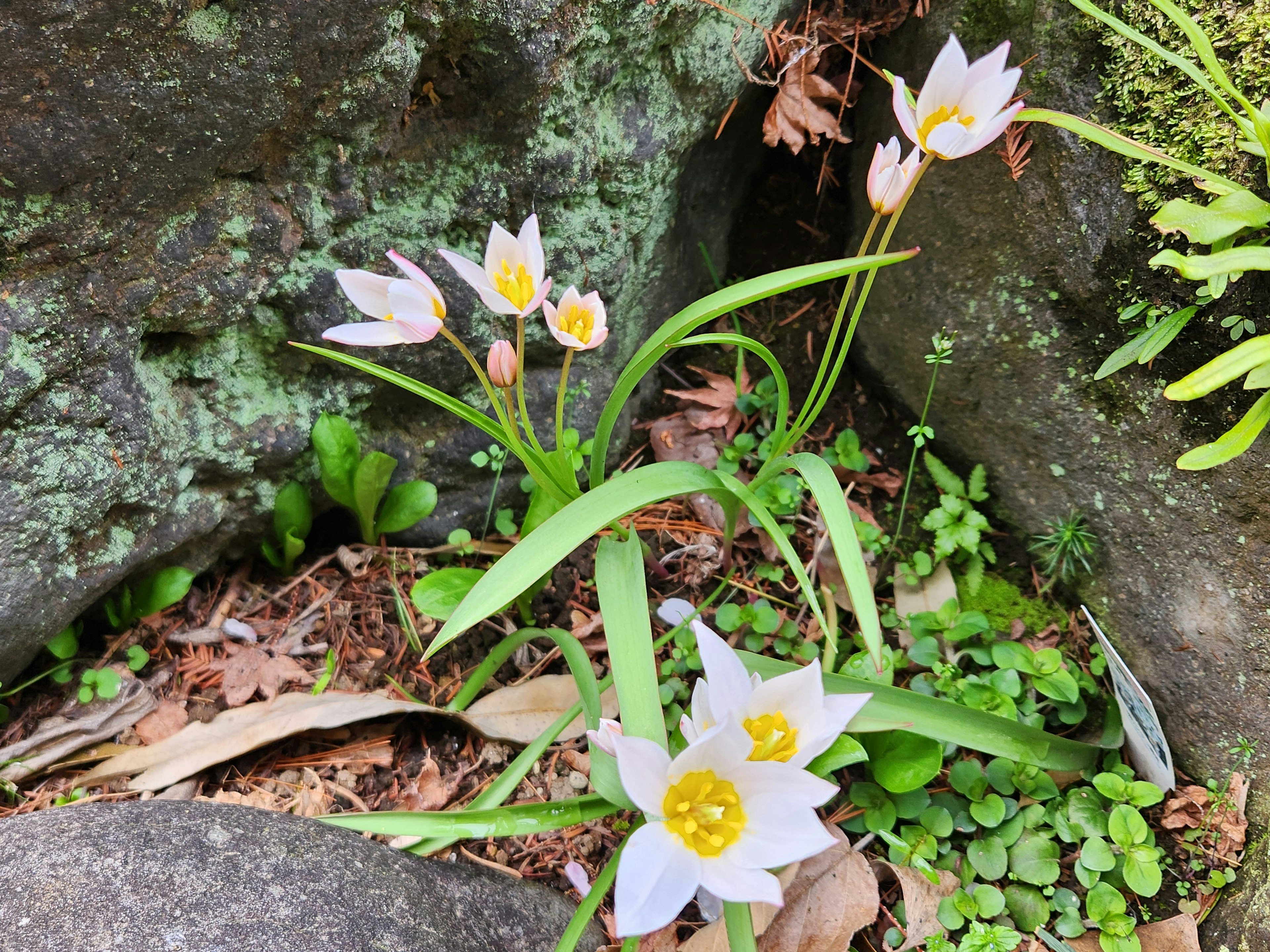 Flores blancas con centros amarillos creciendo entre rocas y follaje verde