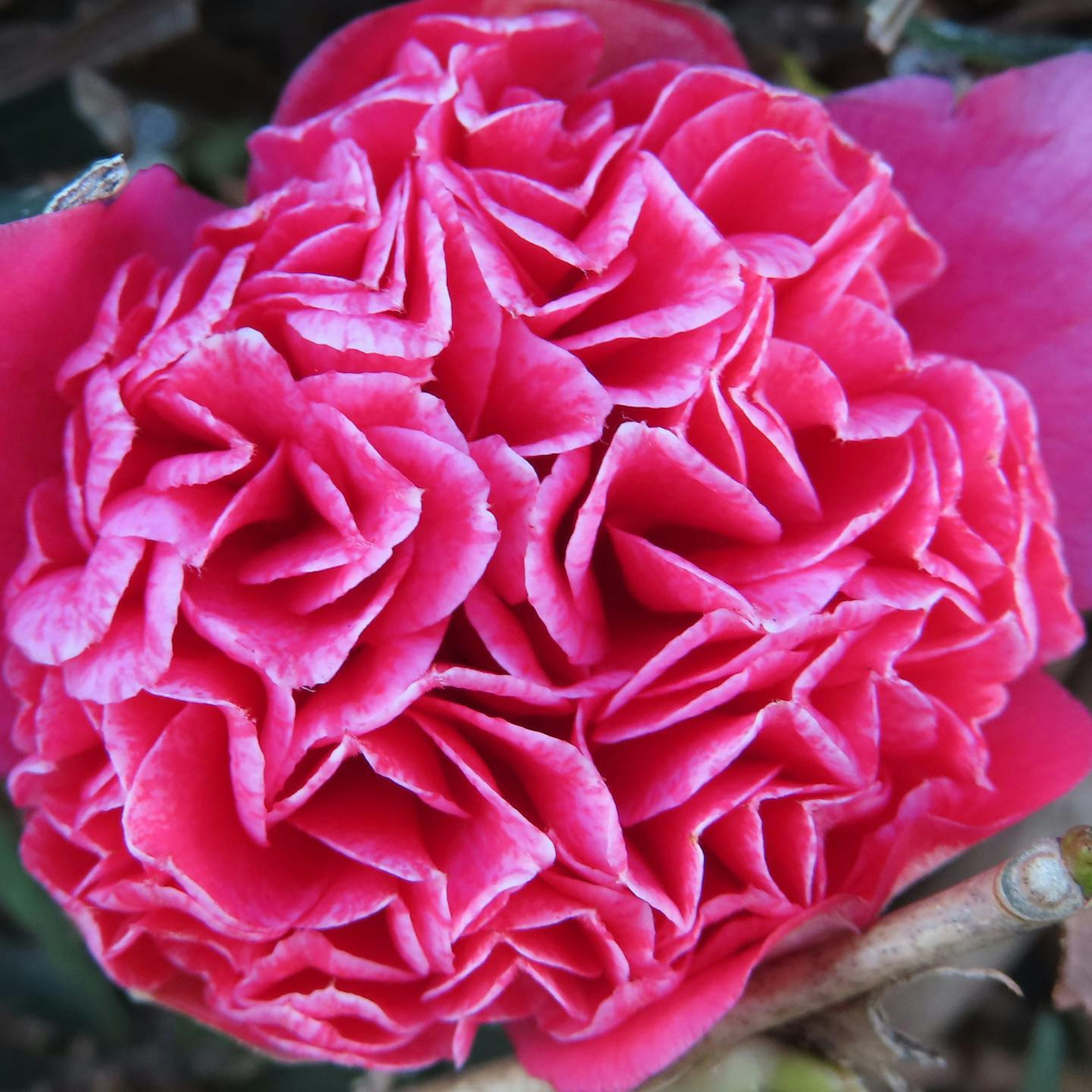 鮮やかなピンクの花びらが重なり合った花のクローズアップ