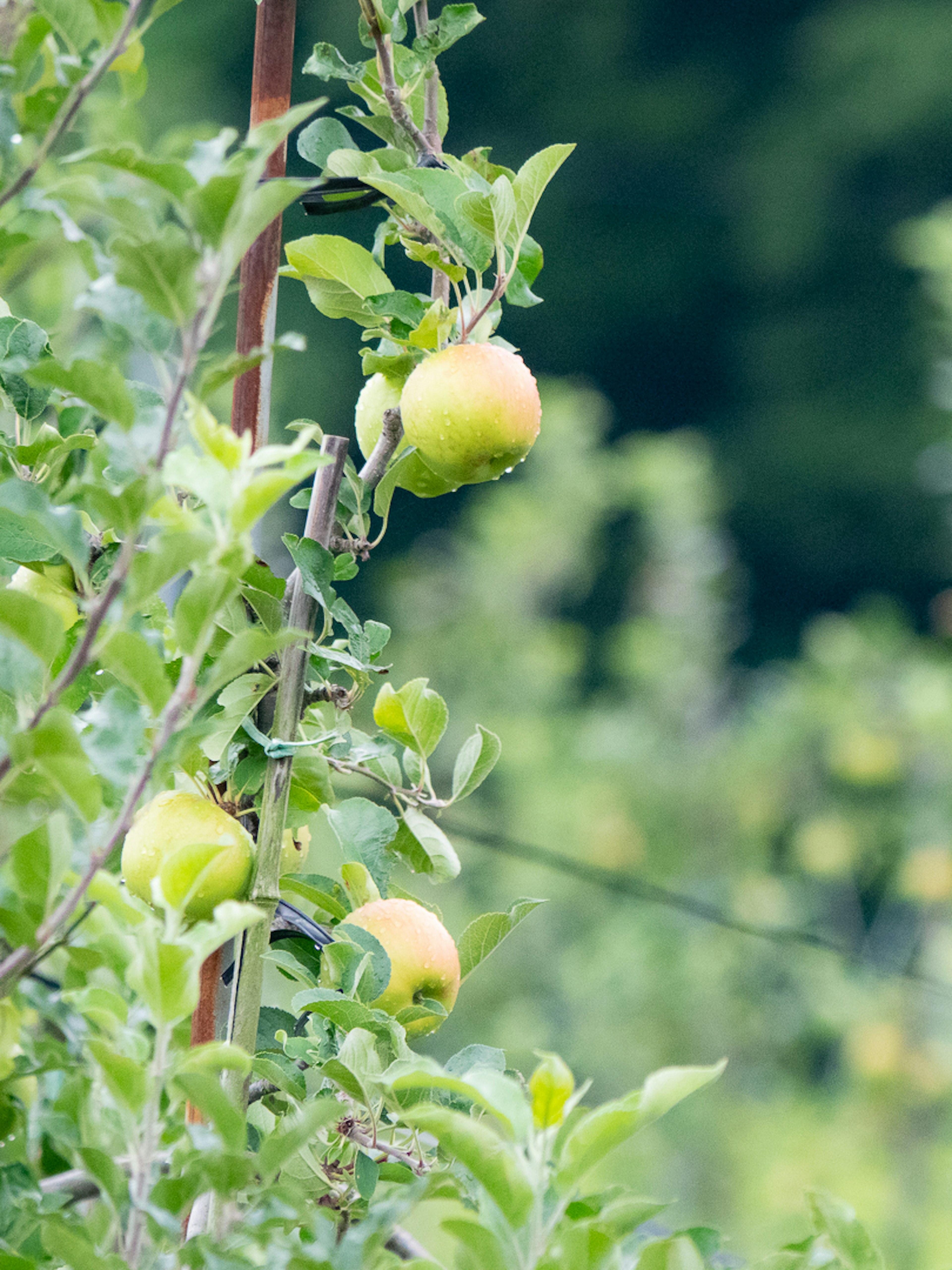 Close-up of yellow fruit growing on a lush green tree branch