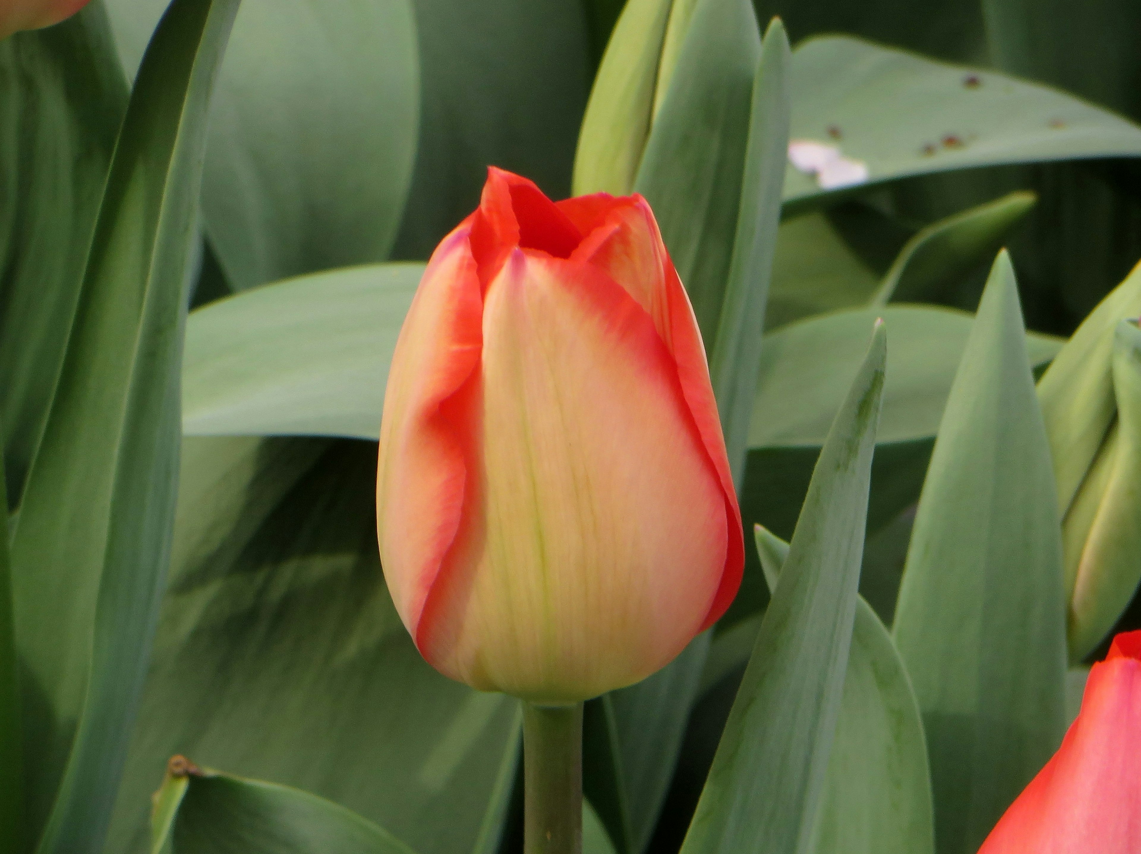 Orange and cream tulip blooming among green leaves