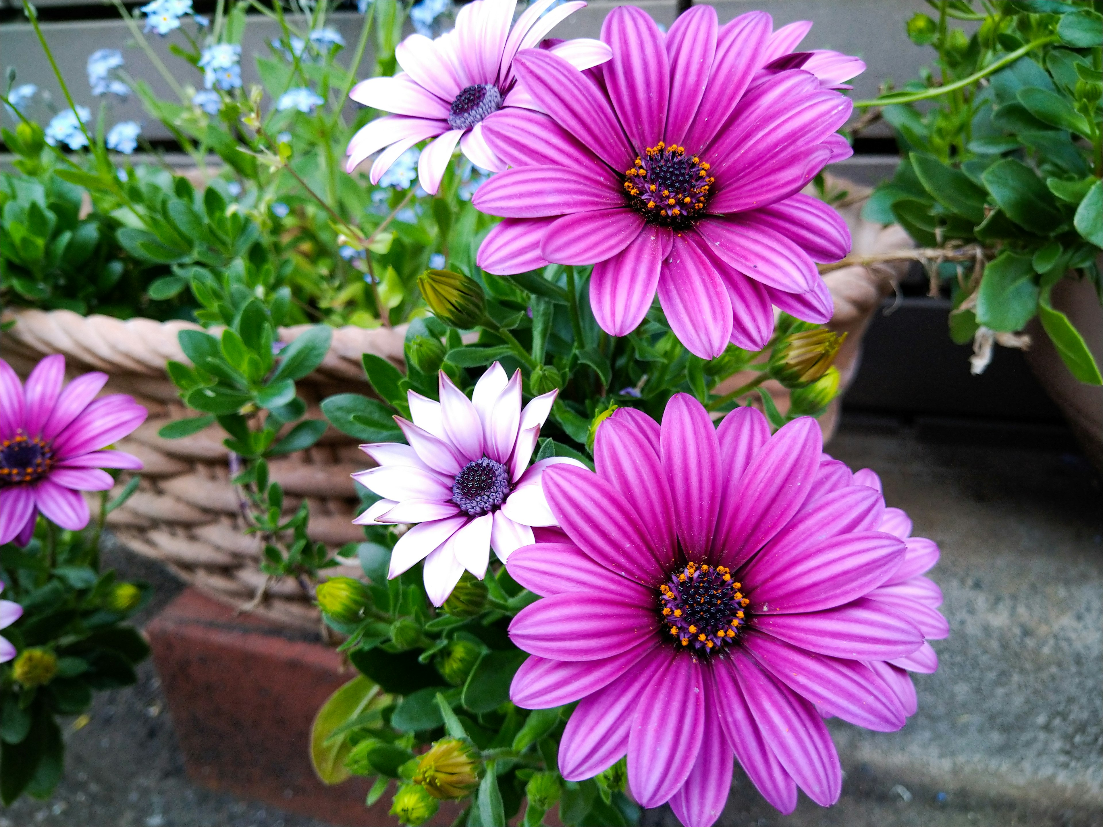 Fiori viola e bianchi vivaci che fioriscono in un giardino