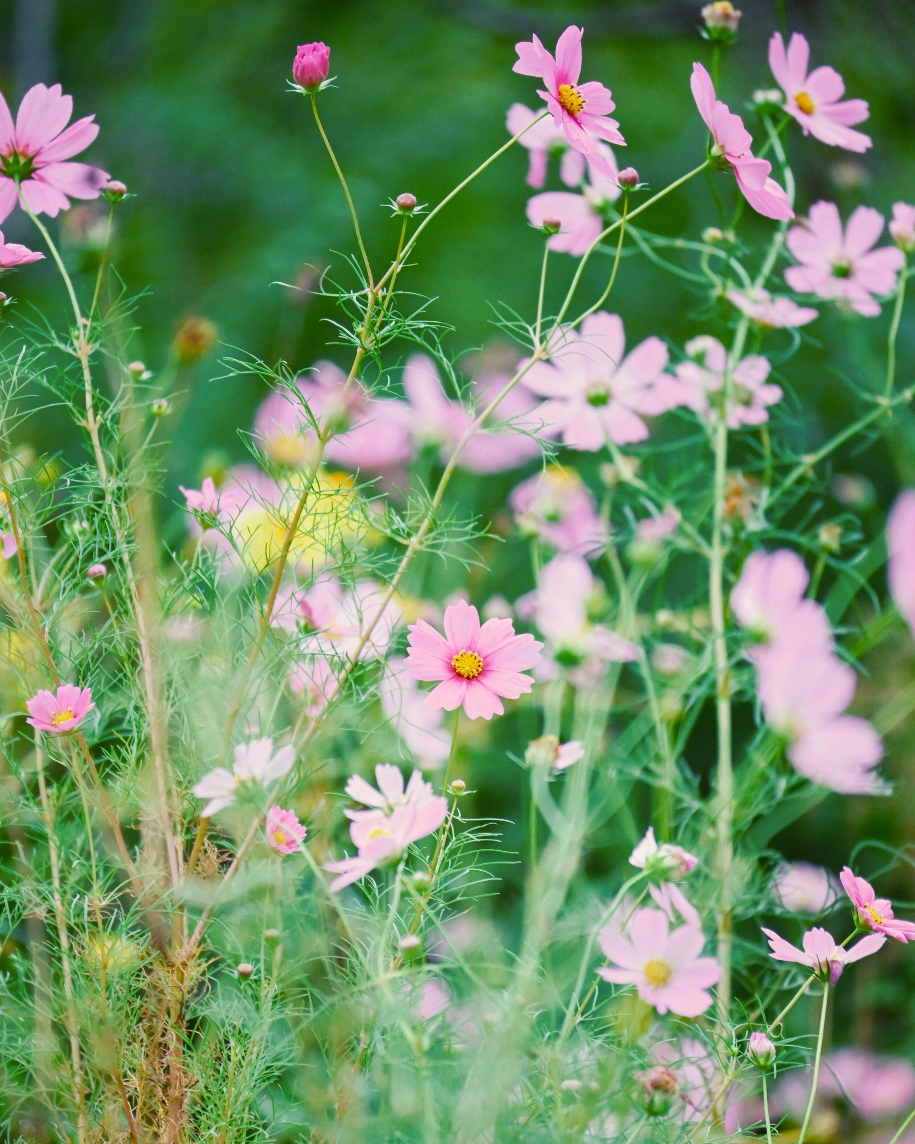 Cánh đồng hoa cosmos hồng nhạt nở giữa màu xanh