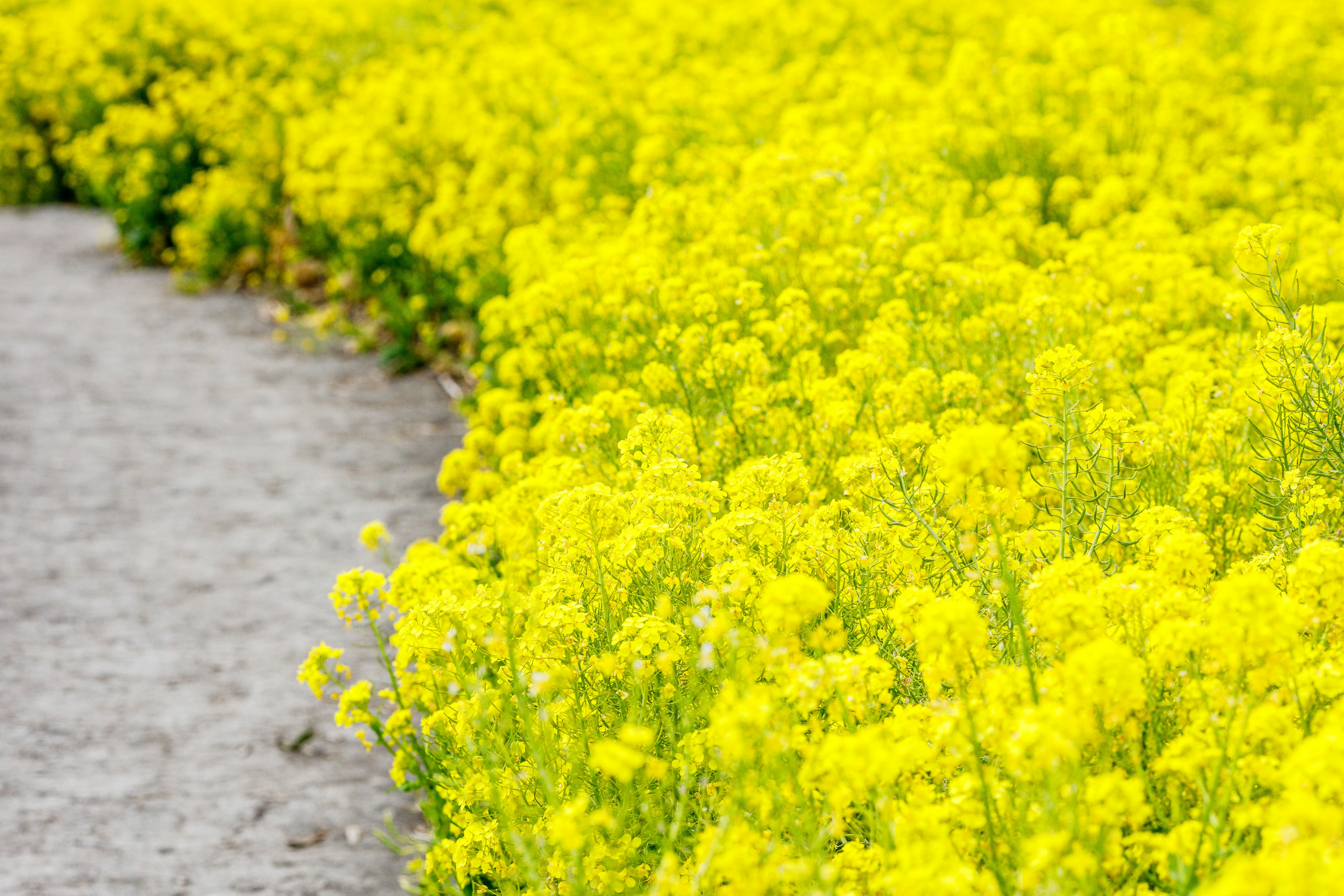 Campo de flores amarillas vibrantes junto a un camino