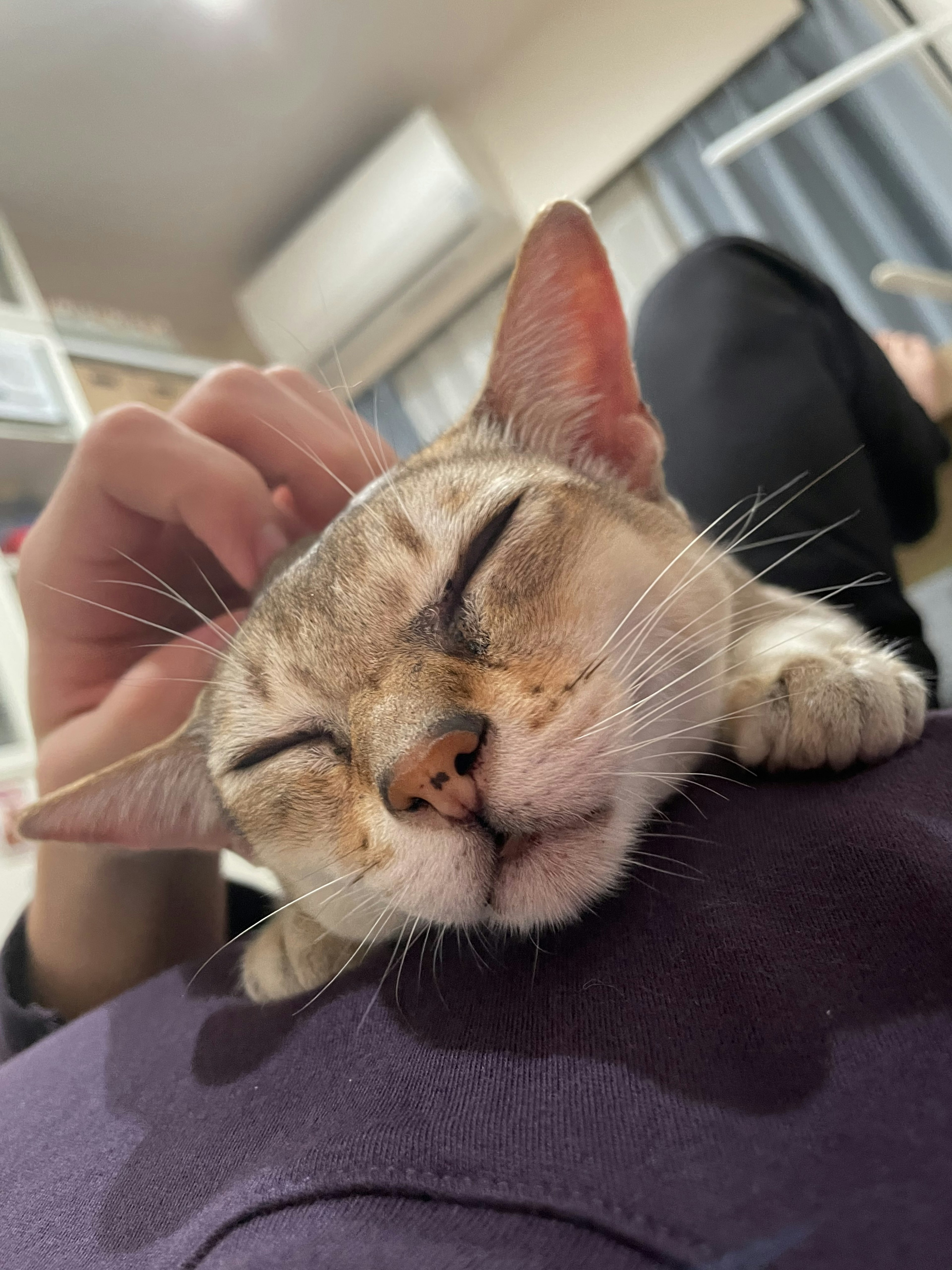 A relaxed cat being petted by a person