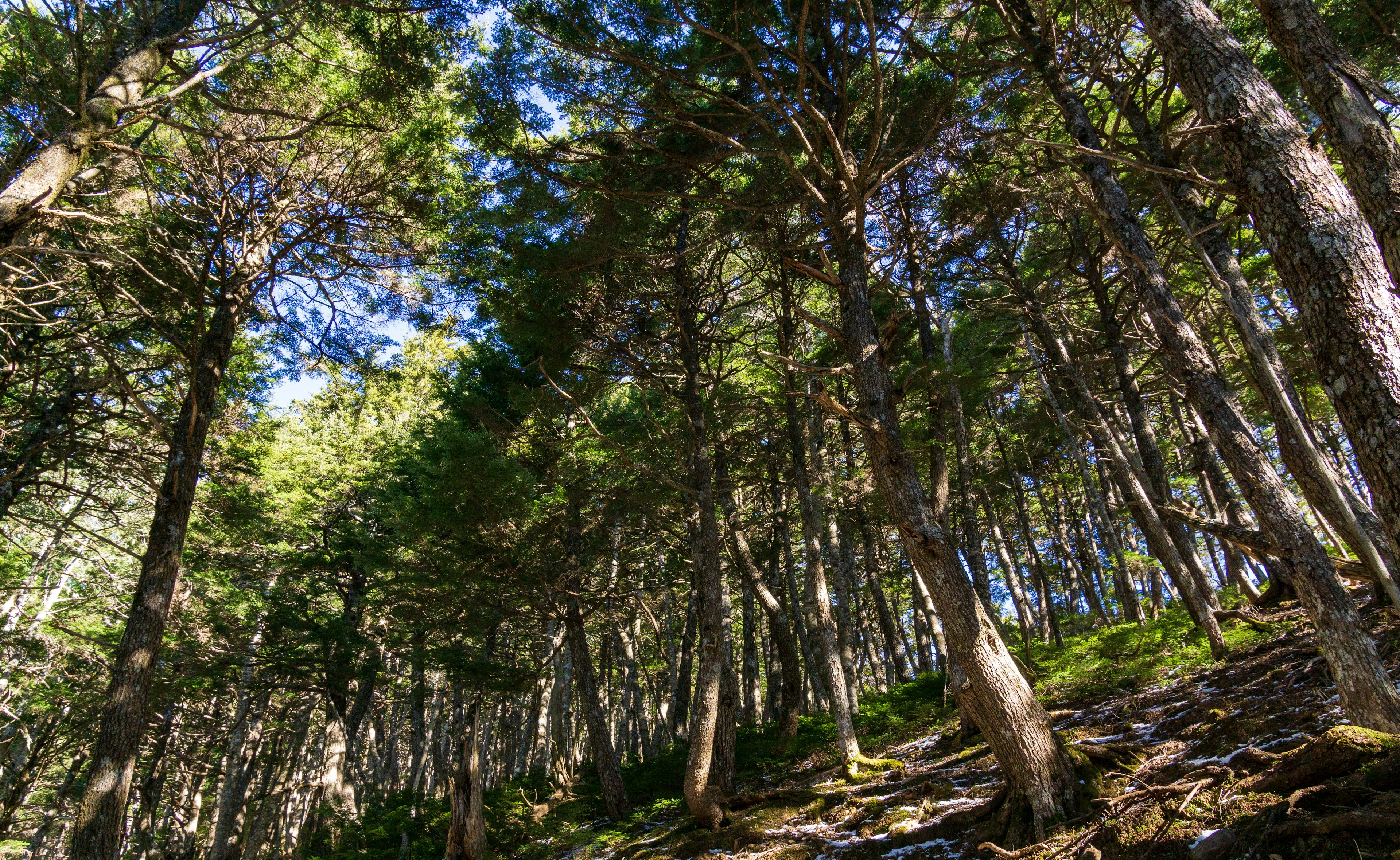 Paesaggio forestale con alberi alti e cielo blu