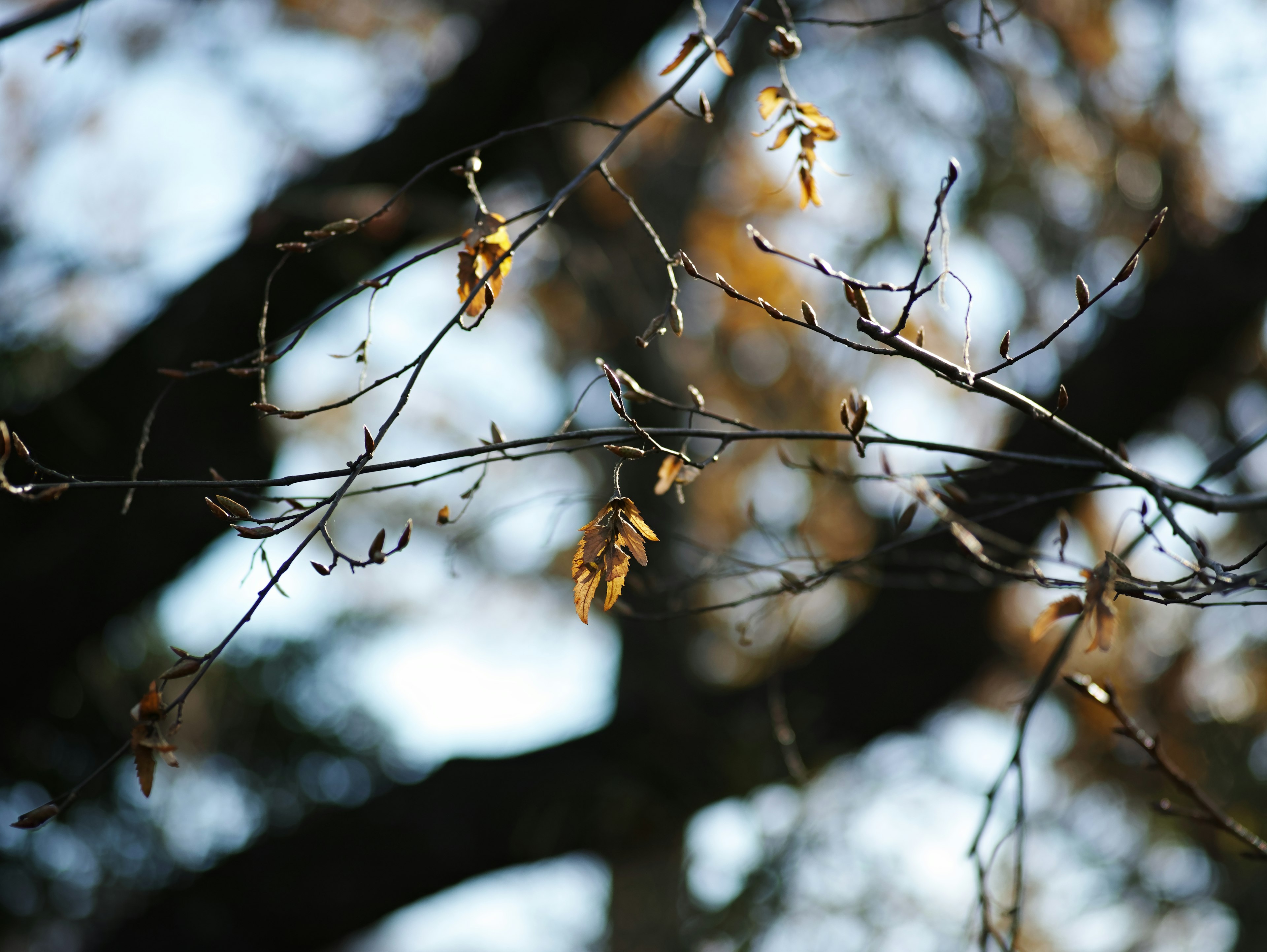 Zarte Äste mit Herbstblättern vor einem verschwommenen Hintergrund