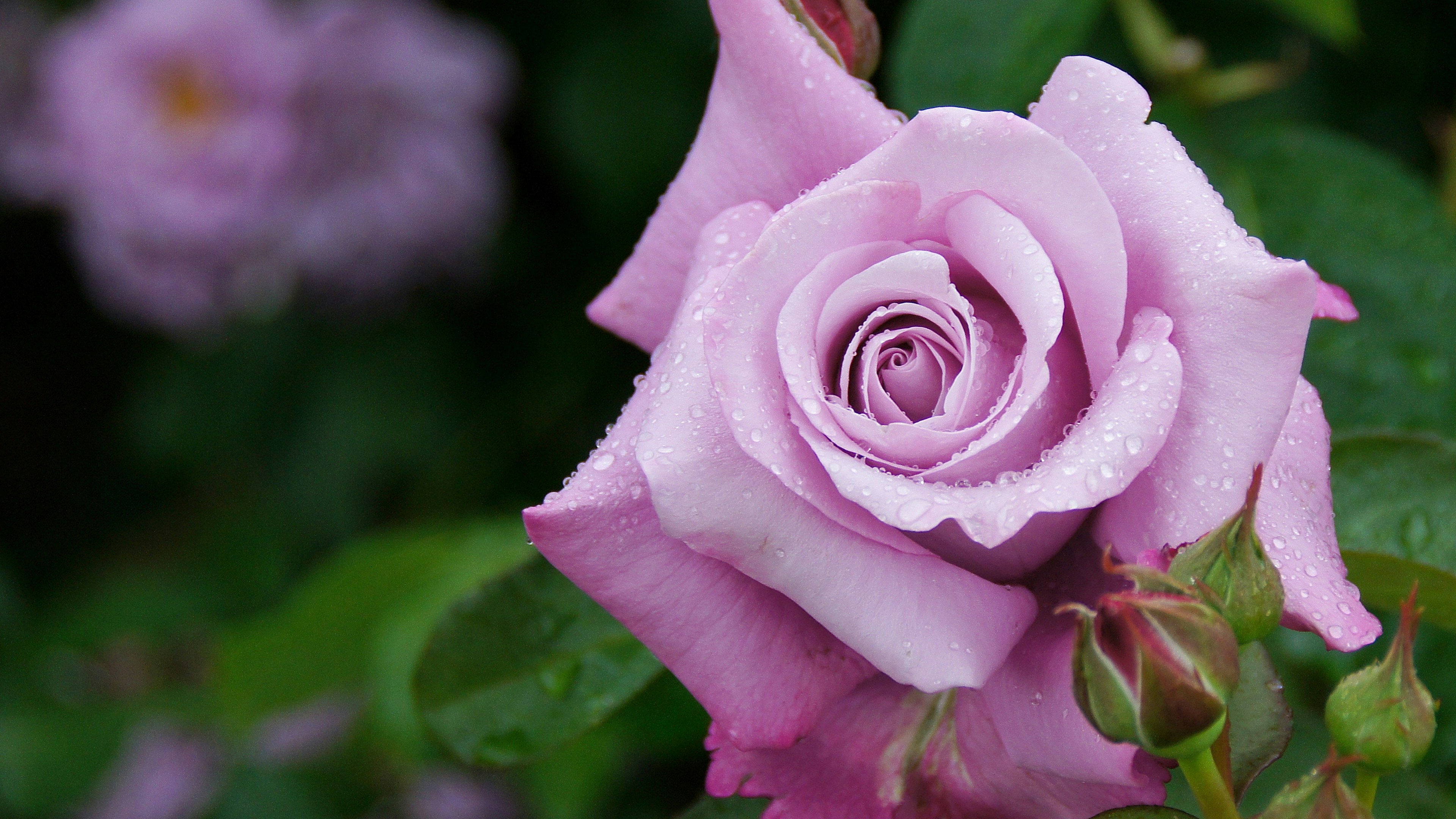 Una hermosa rosa lavanda con rocío en sus pétalos