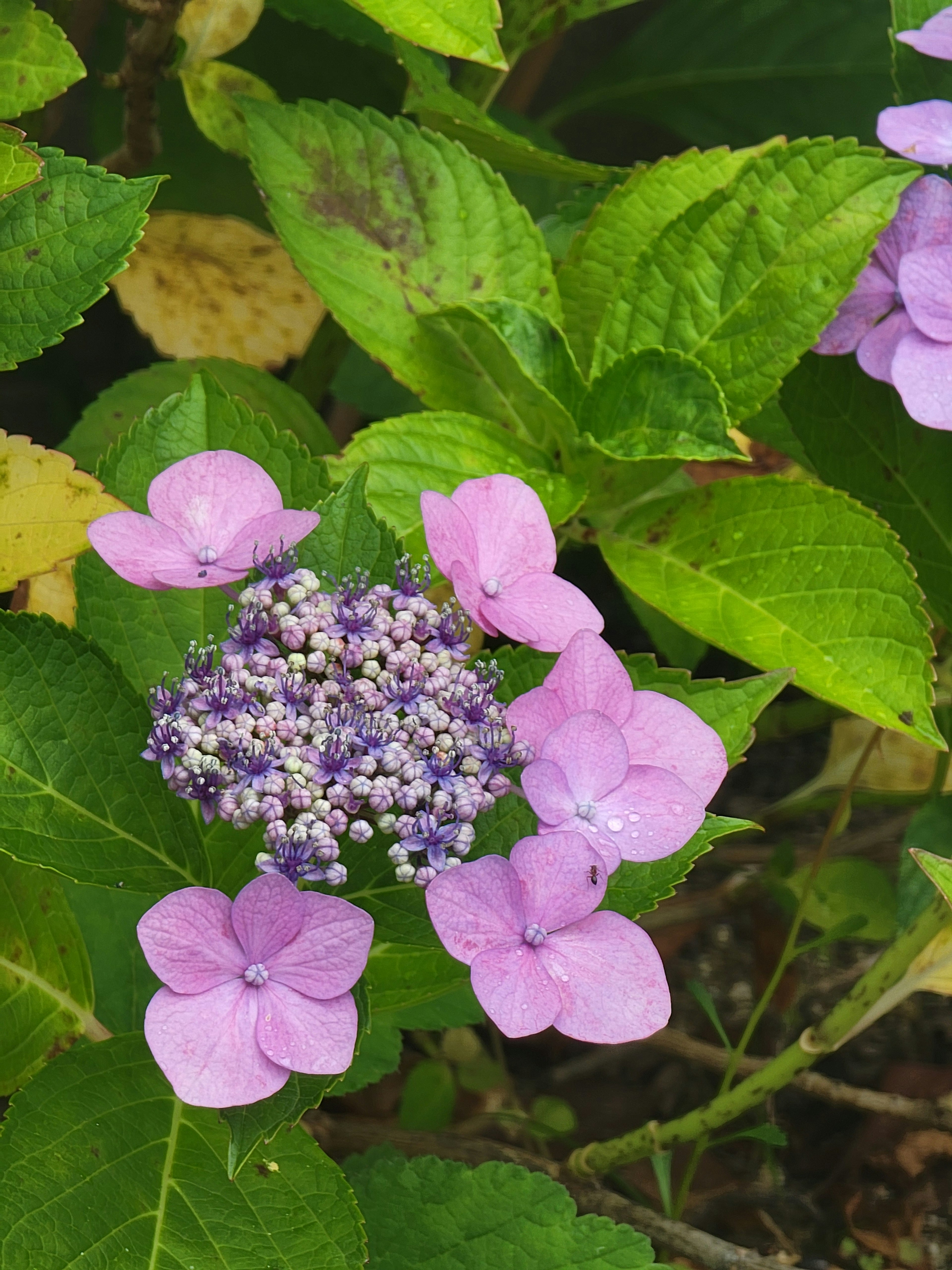 Fiore di ortensia con petali viola e foglie verdi