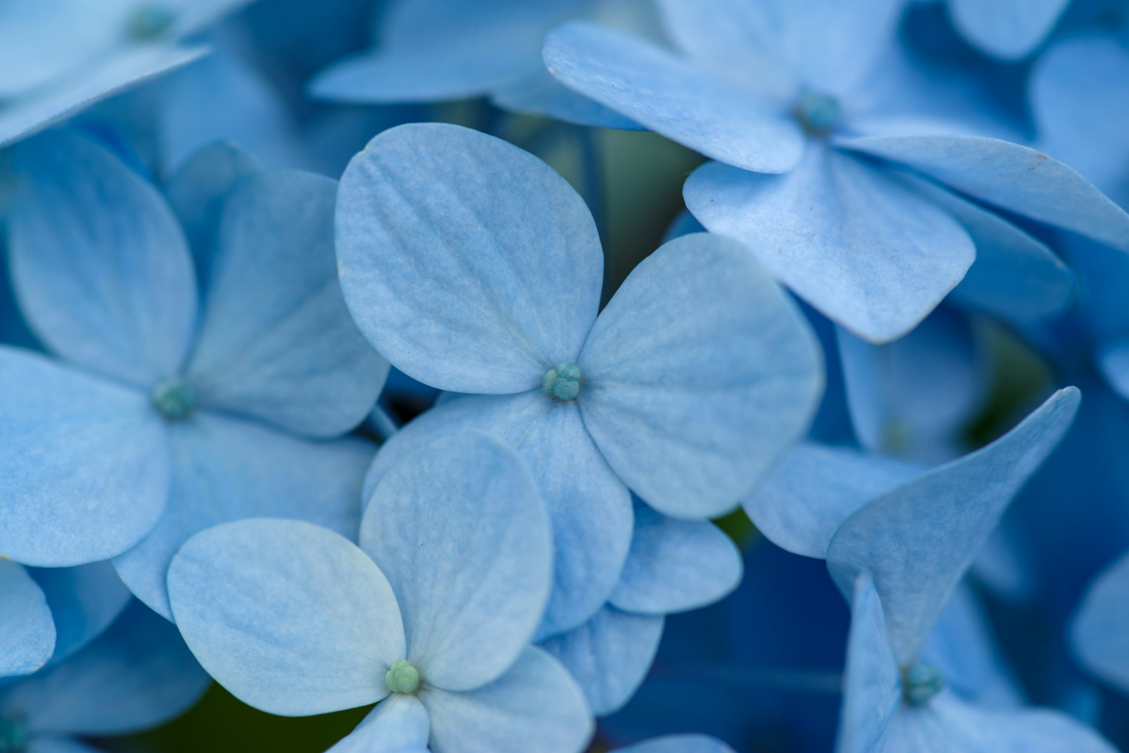 青いアジサイの花びらが寄り添っている美しいクローズアップ