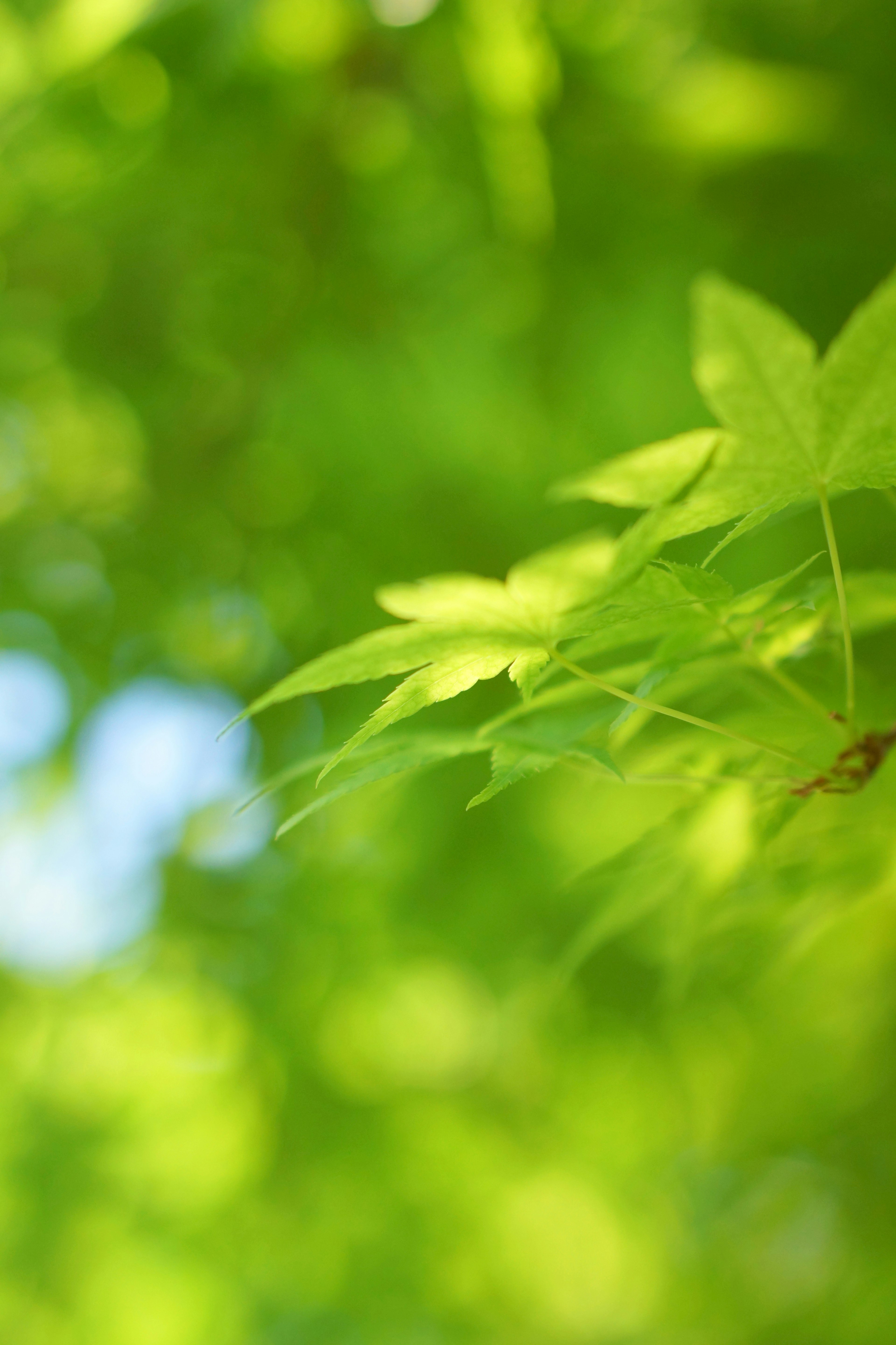 Close-up of vibrant green leaves on a tree branch