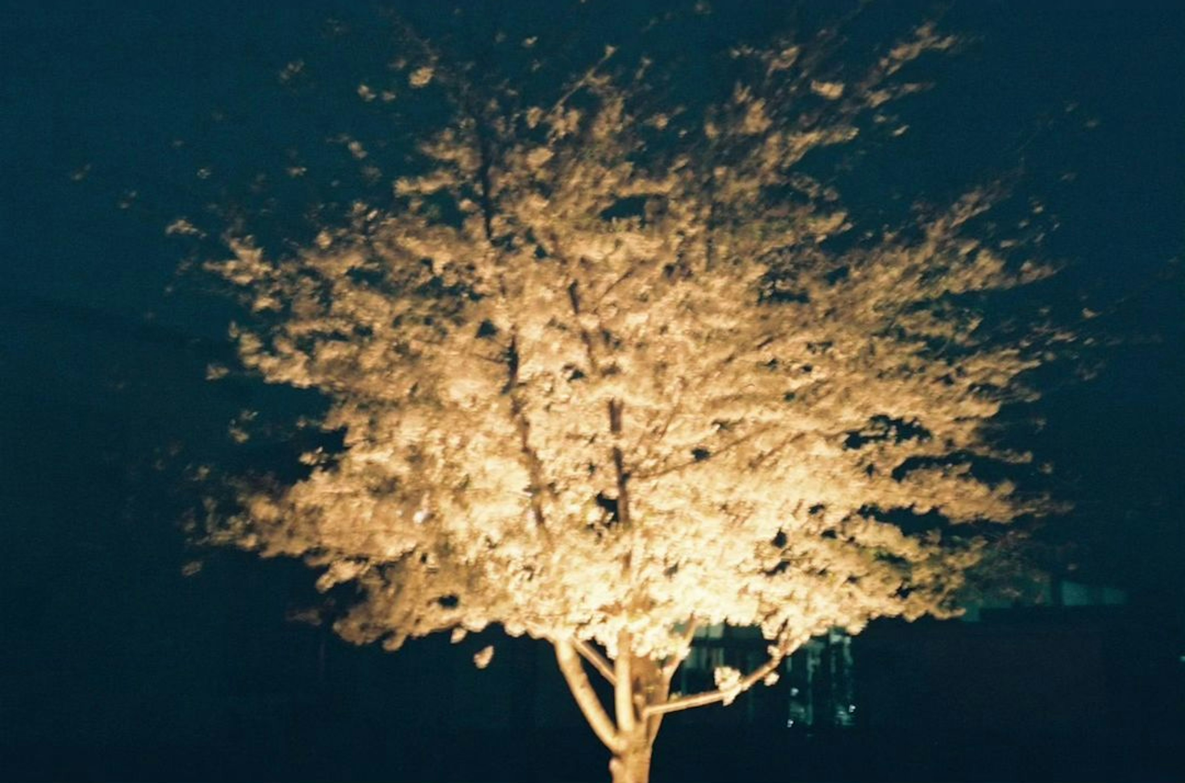 Albero bianco illuminato su sfondo scuro