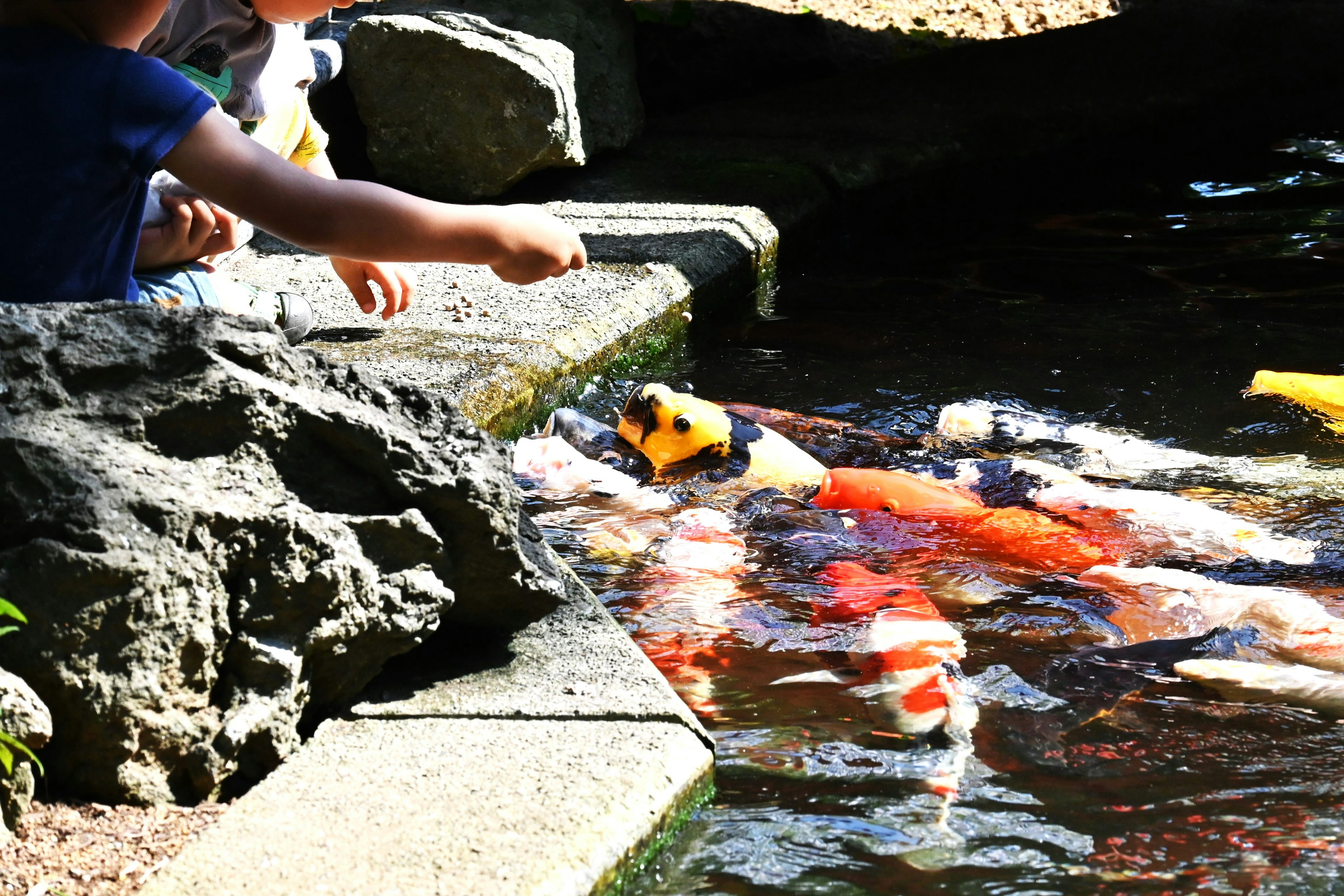 Seorang anak memberi makan ikan koi di kolam dengan warna ikan yang cerah tercermin di permukaan air