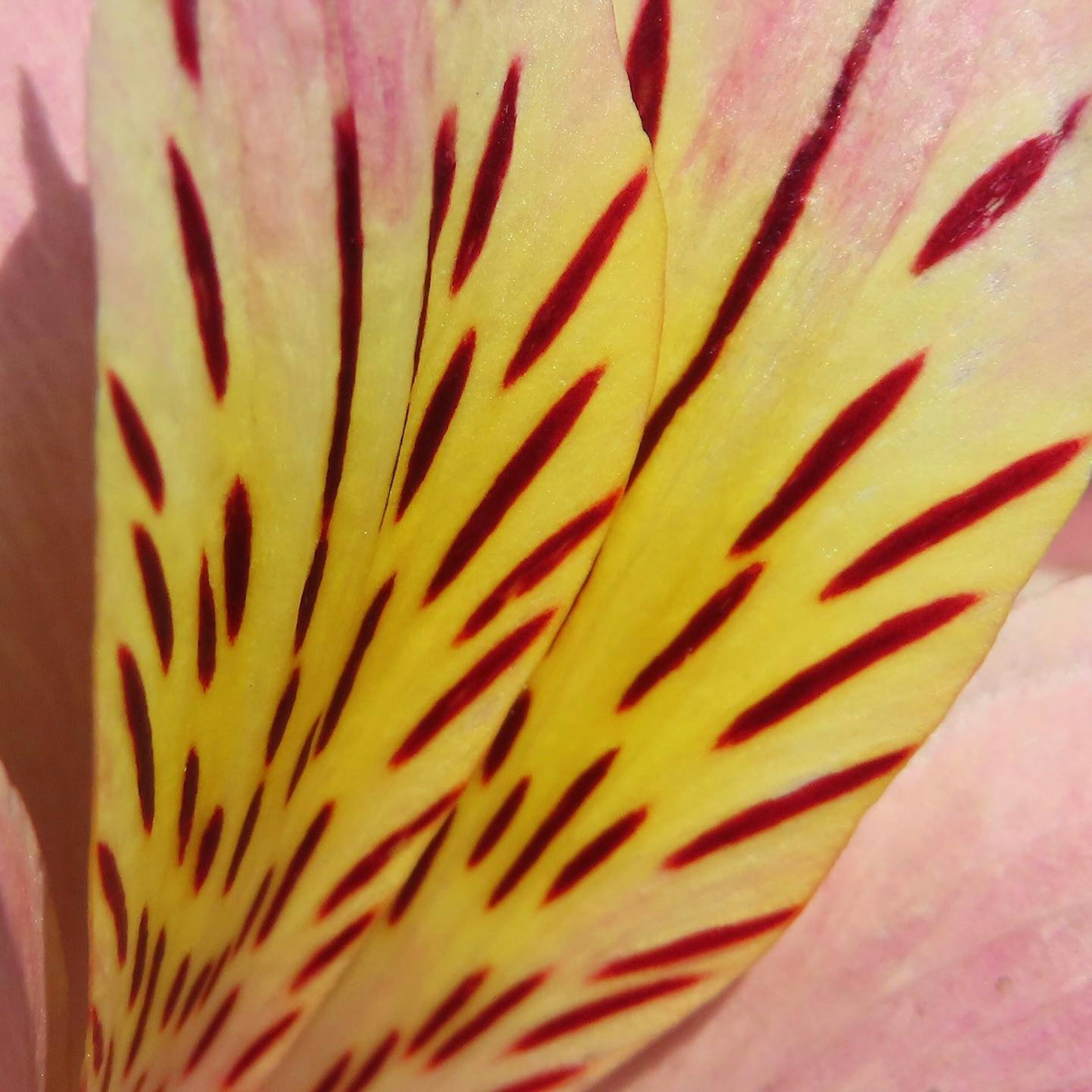 Gambar close-up kelopak bunga kuning cerah dengan tanda merah