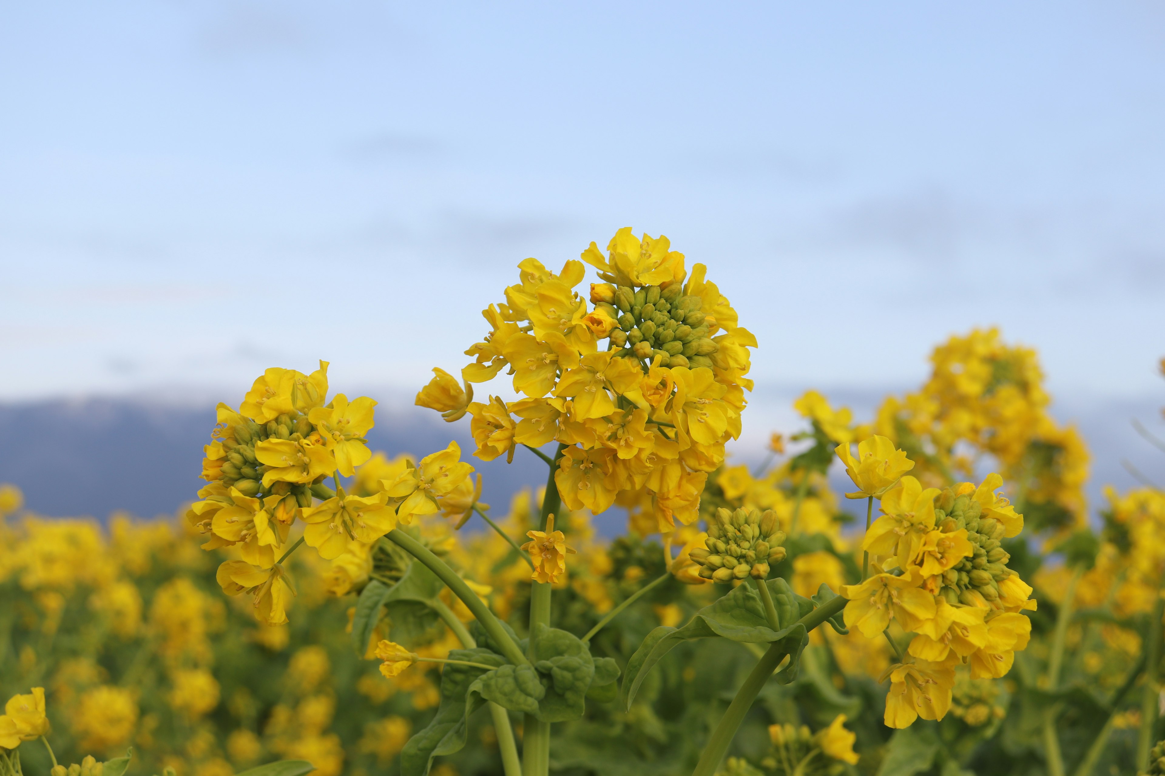 Feld mit leuchtend gelben Blumen unter einem klaren blauen Himmel