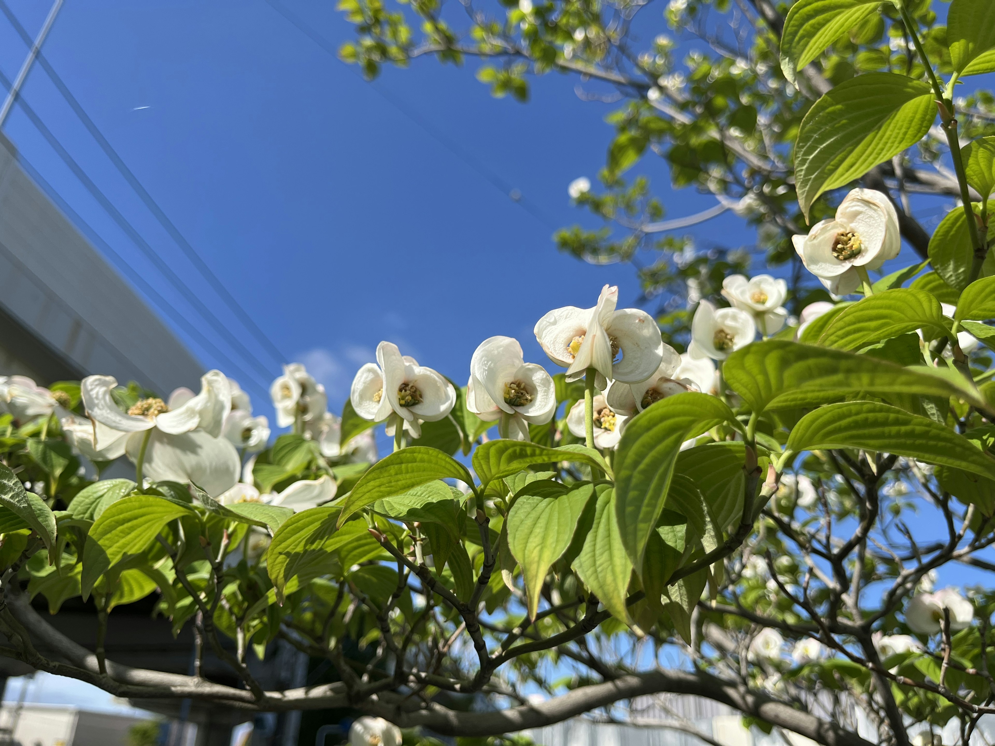 青空の下に咲く白い花と緑の葉