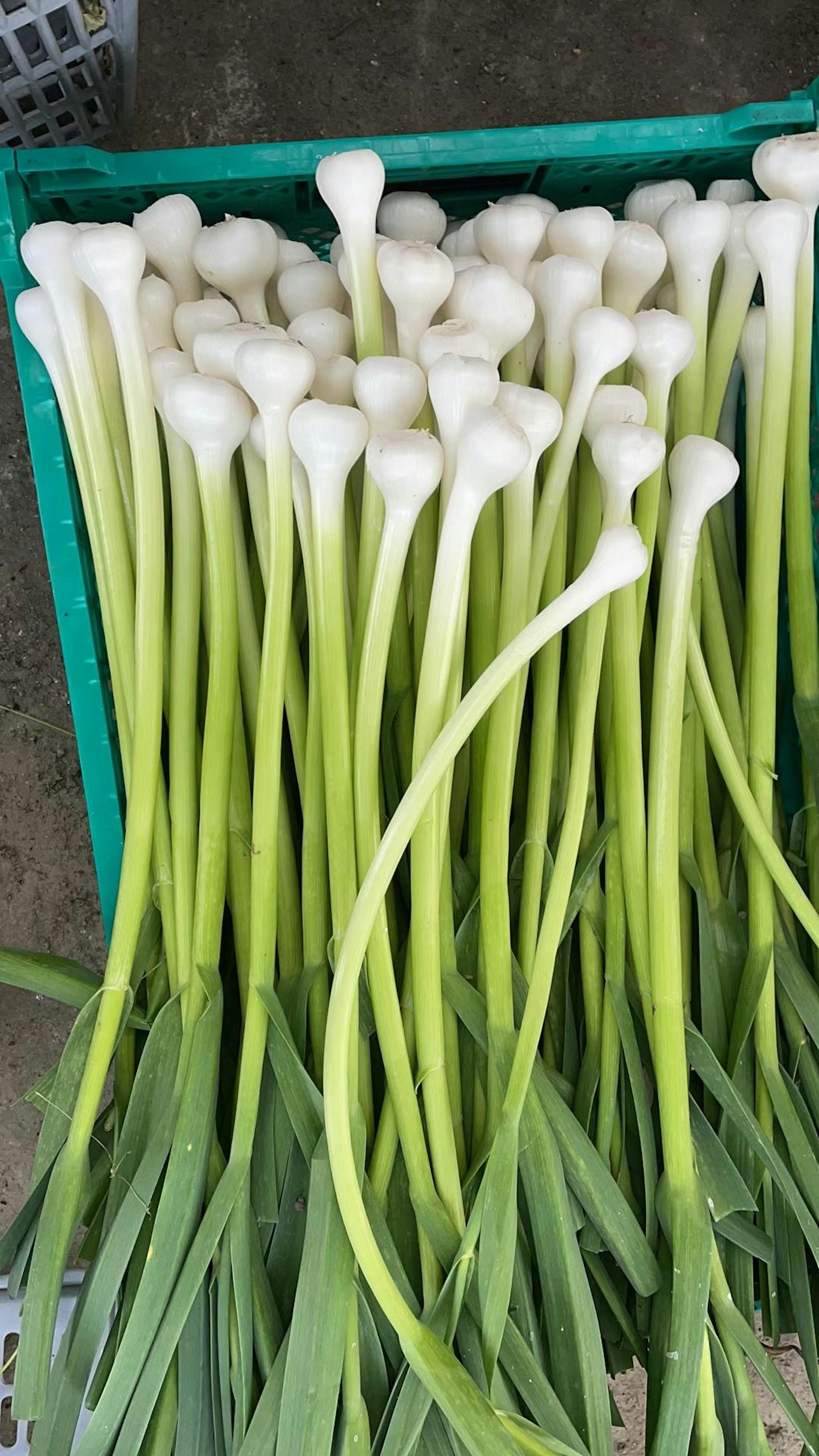 Oignons verts frais empilés dans un panier bleu