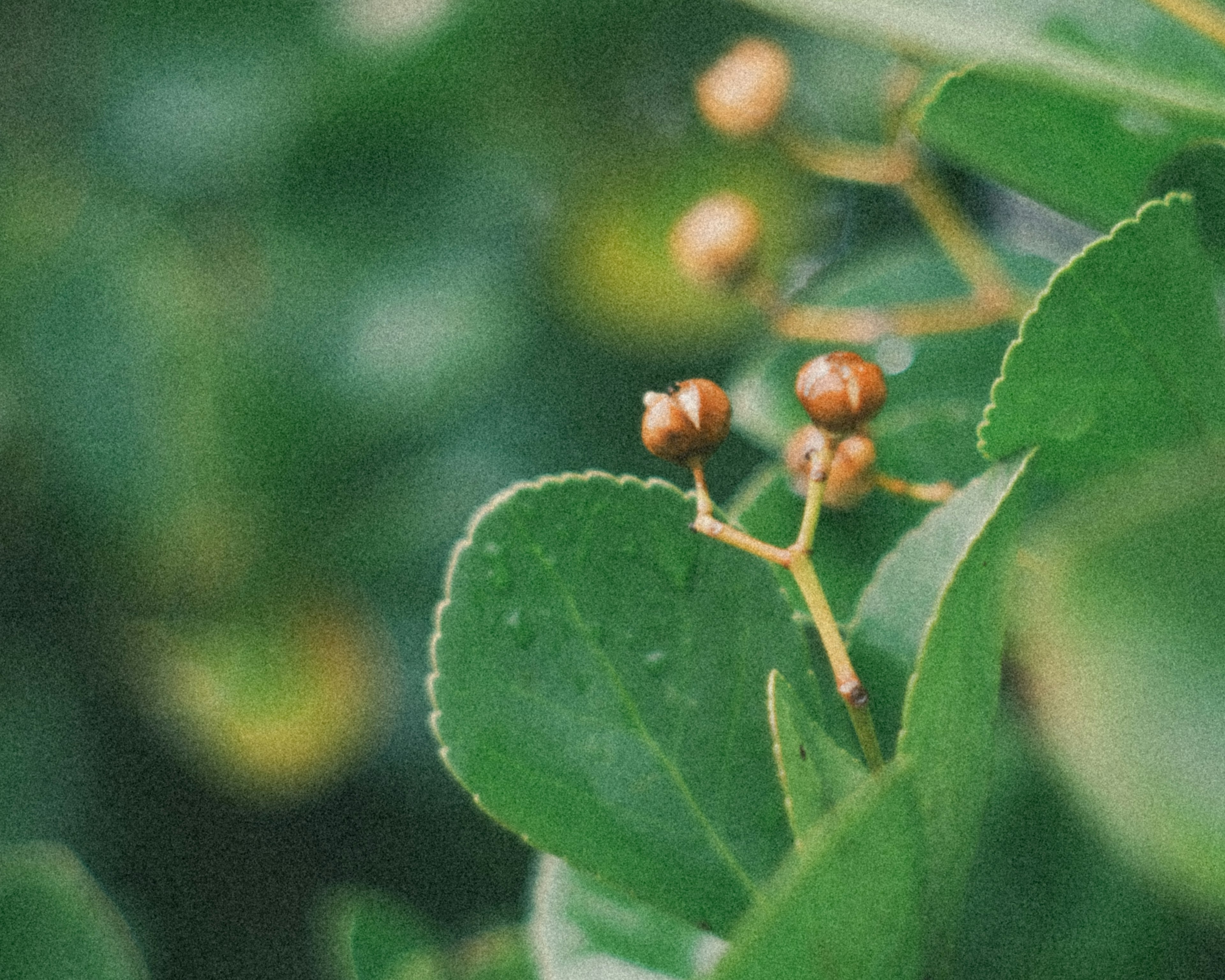 緑の葉と小さな茶色の実が特徴的な植物のクローズアップ