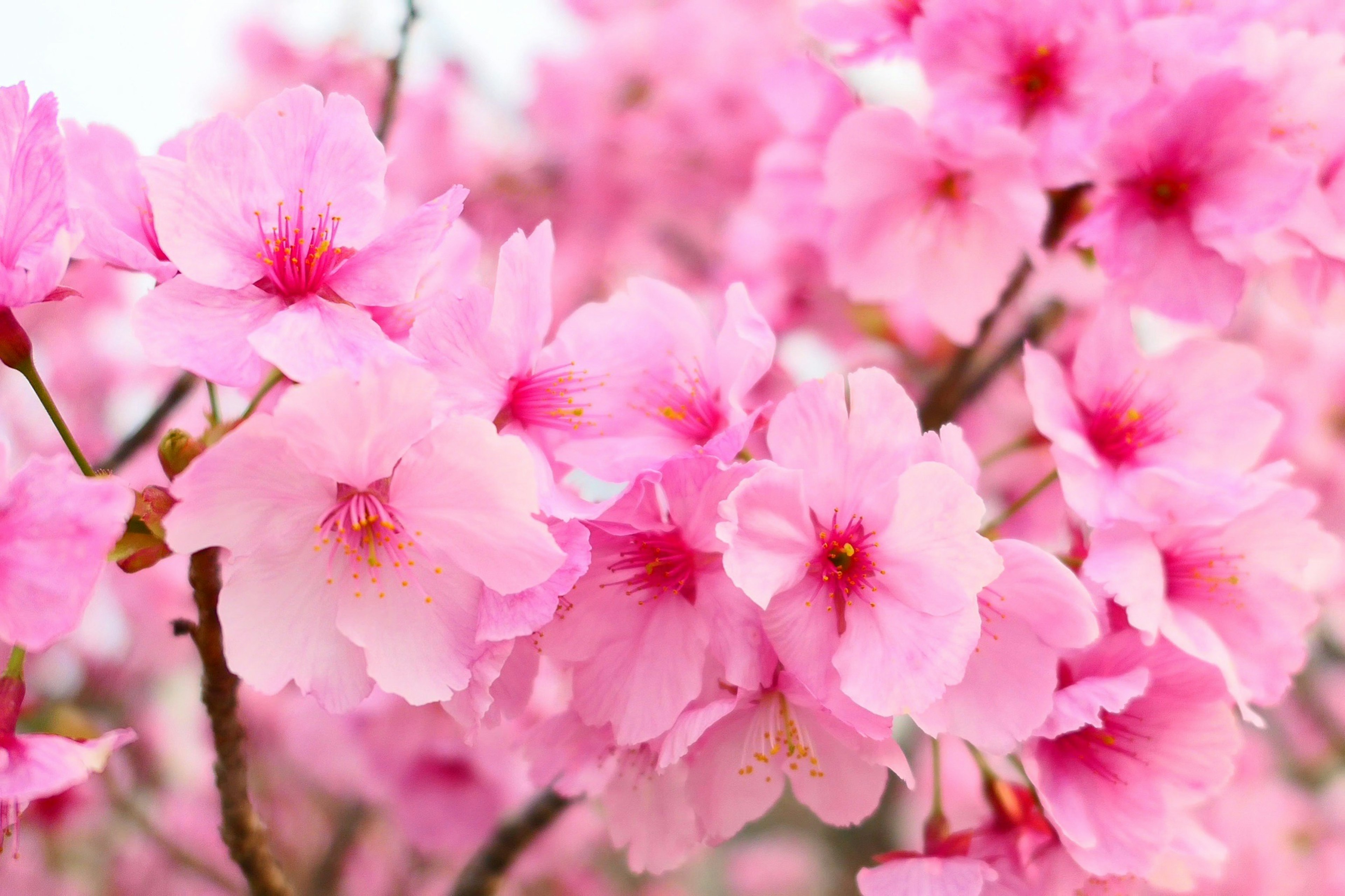 Beautiful pink cherry blossoms in full bloom