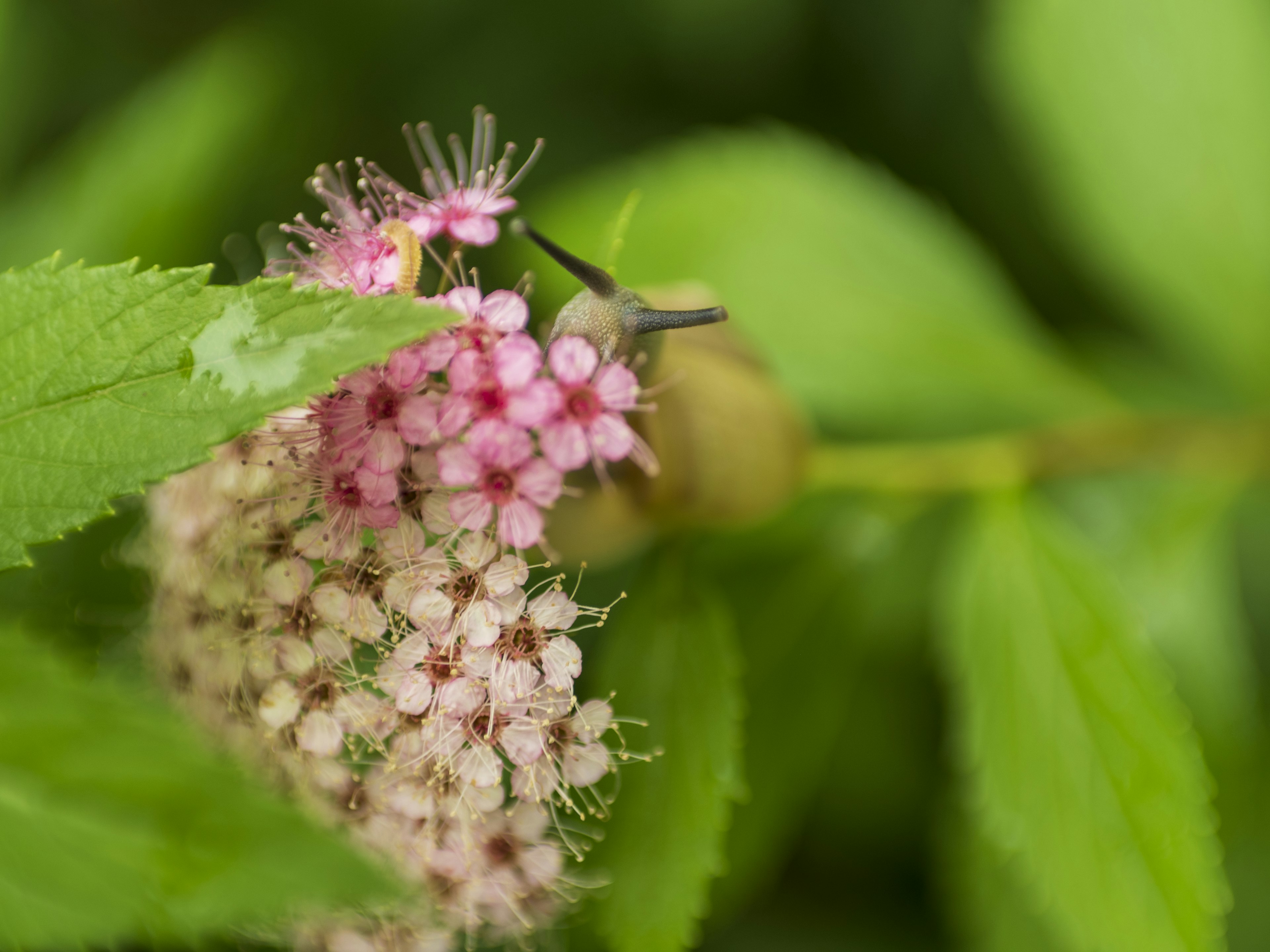 緑の葉に囲まれたピンクの花と小さな生き物