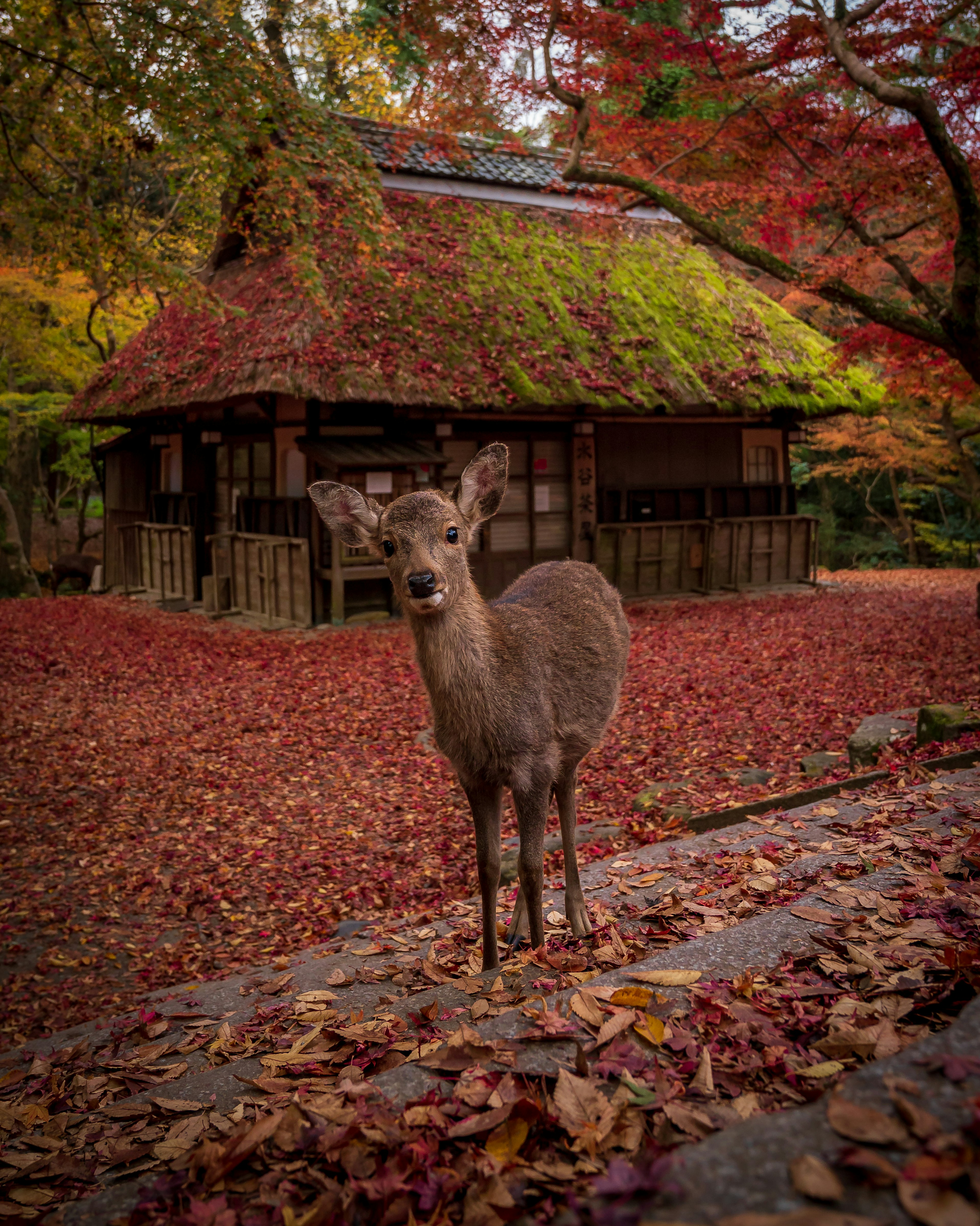 秋の紅葉の中に佇む小鹿と伝統的な日本の家