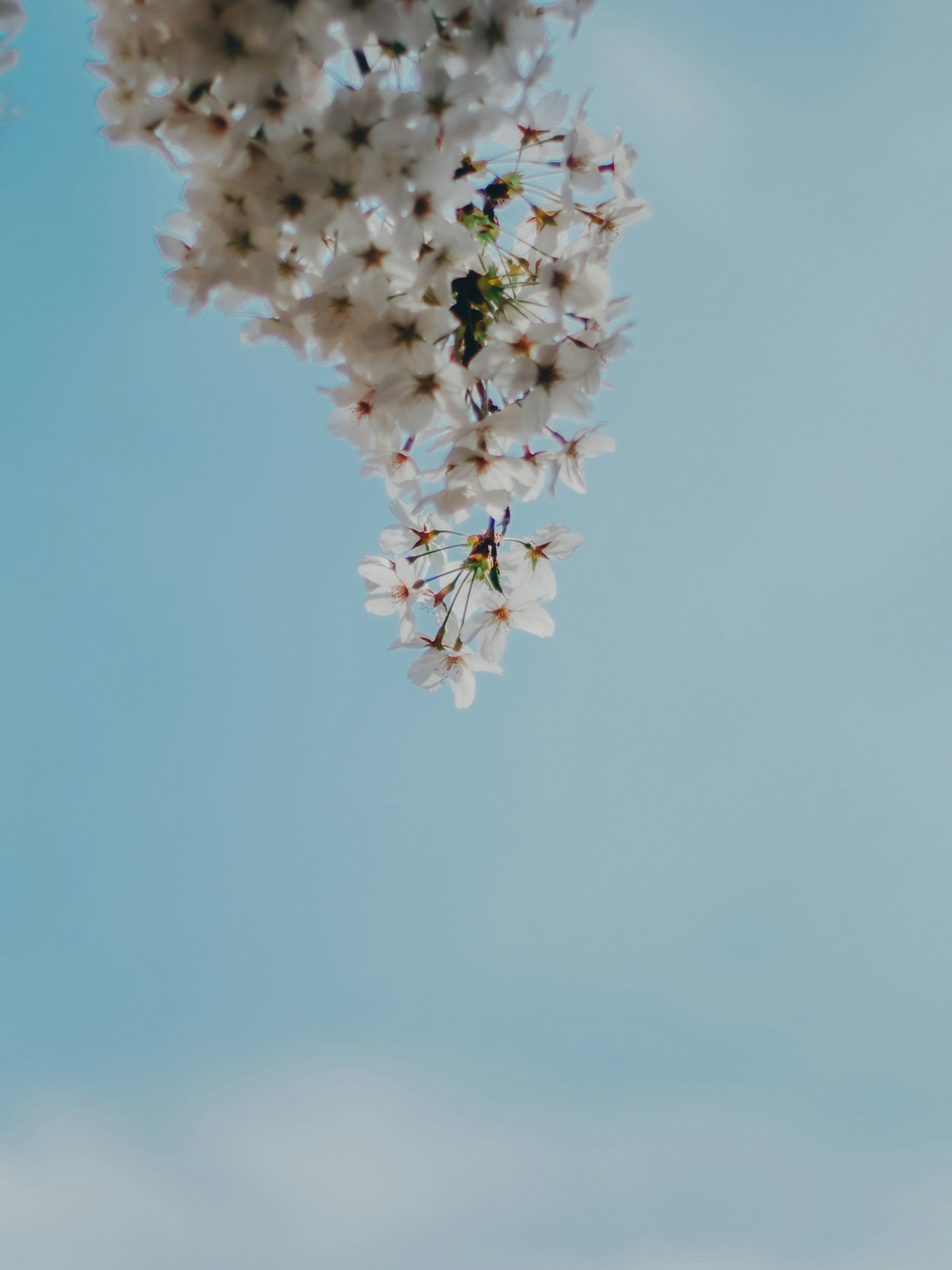 Primo piano di fiori di ciliegio contro un cielo blu