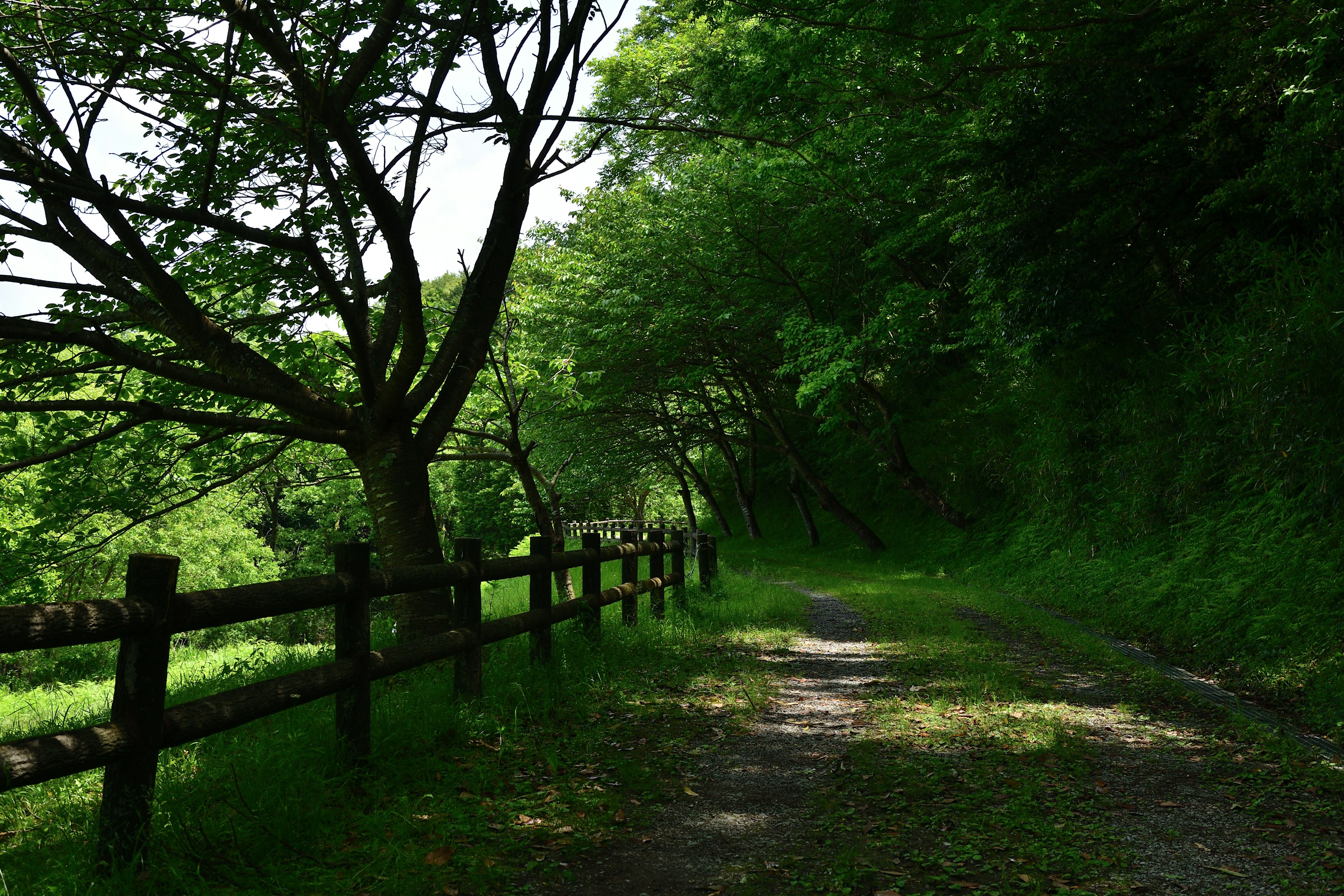 A lush green path flanked by trees and a wooden fence