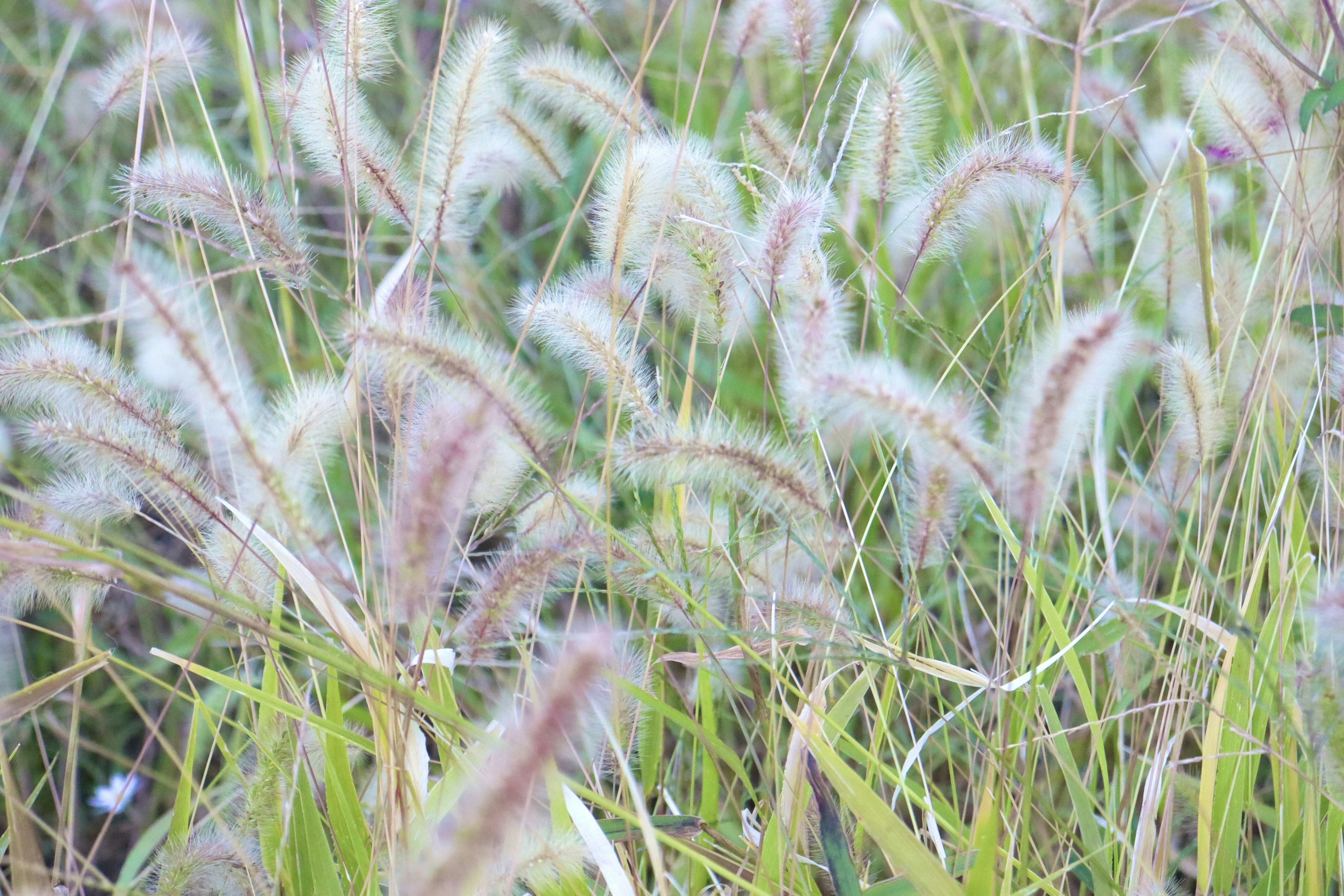 Fluffiges Gras mit rosafarbenen Spitzen, das im Wind weht