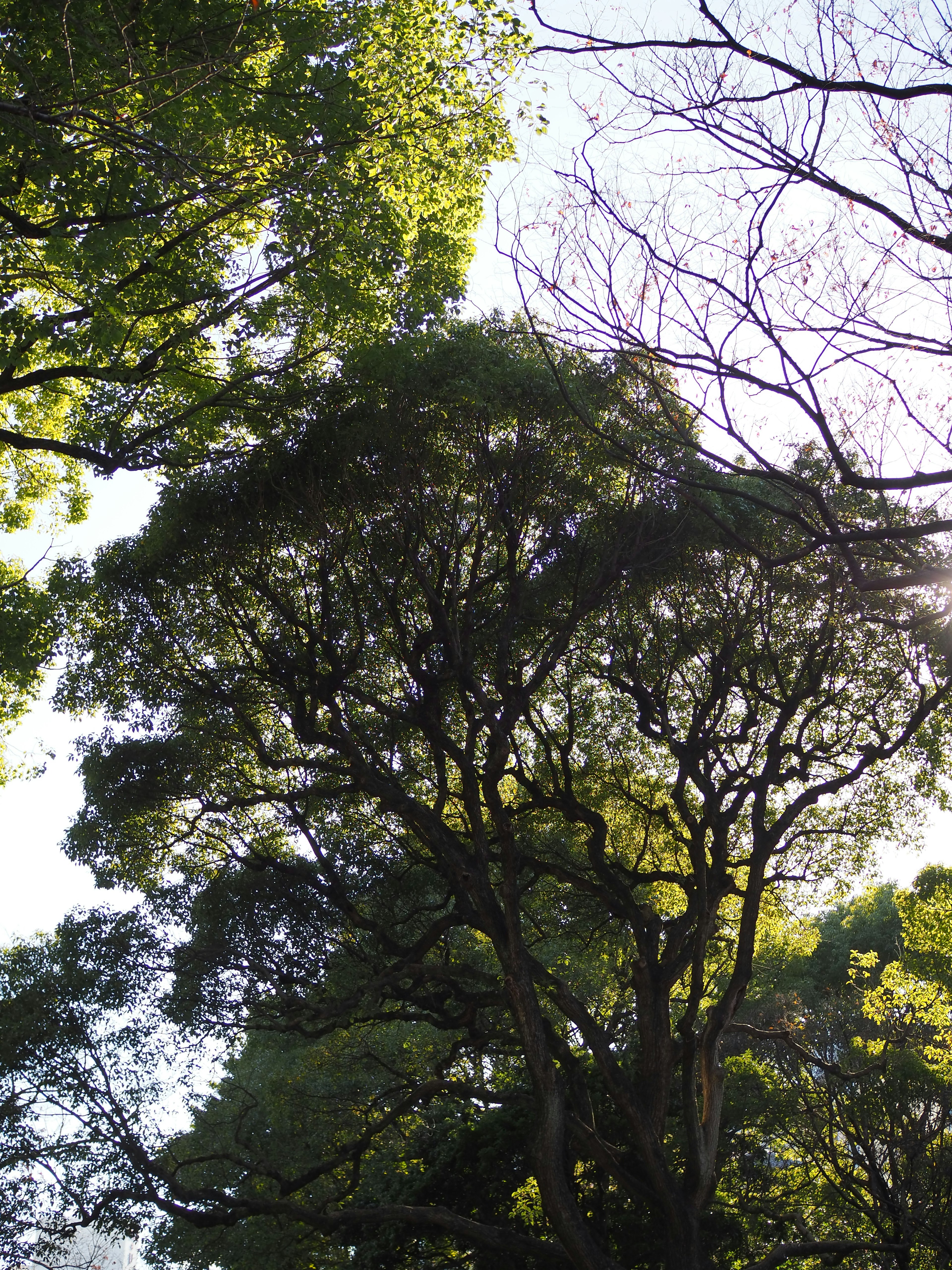 Vista verso l'alto di alberi con foglie verdi lussureggianti e rami intricati