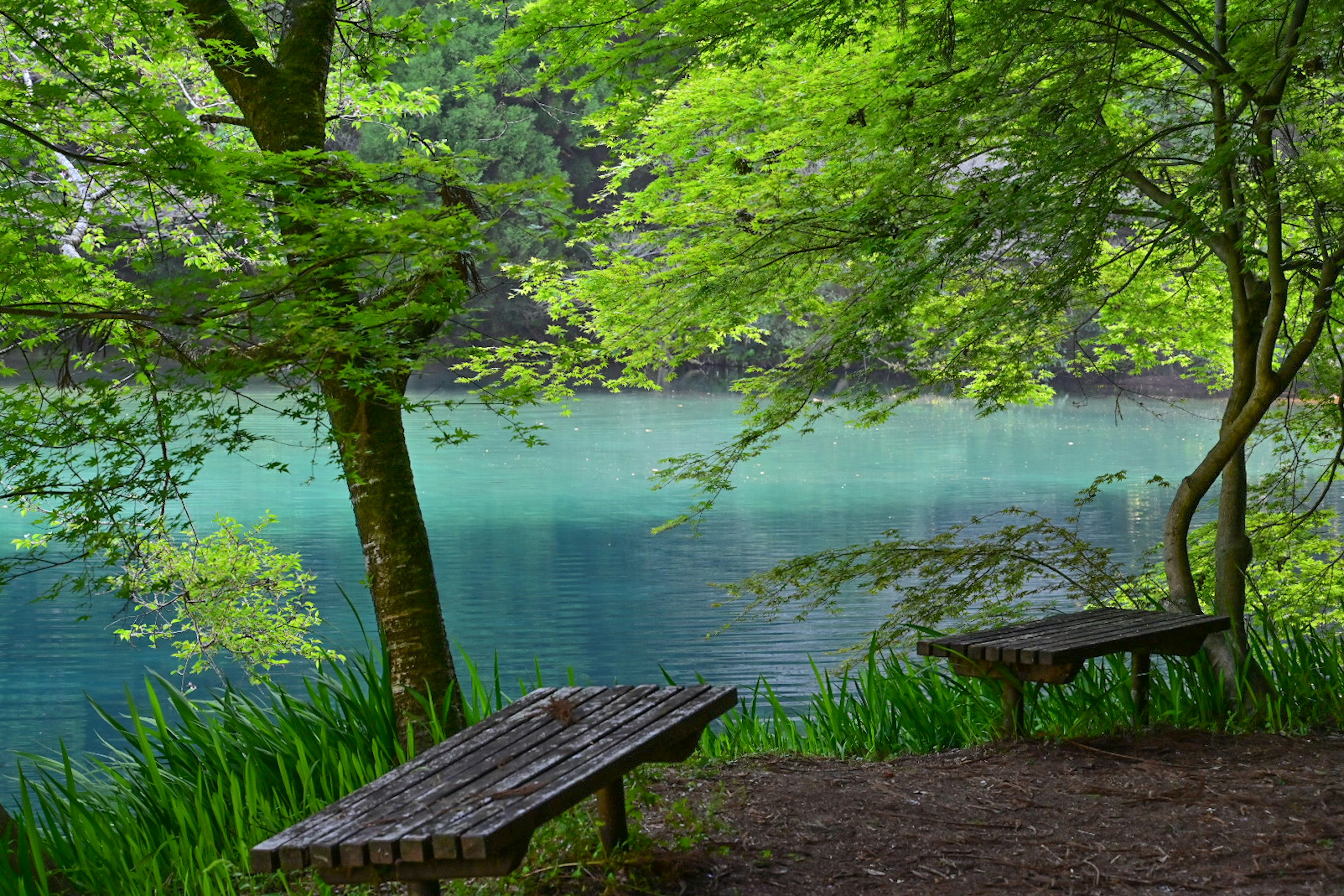 Vista serena sul lago con panchine circondate da alberi verdi lussureggianti