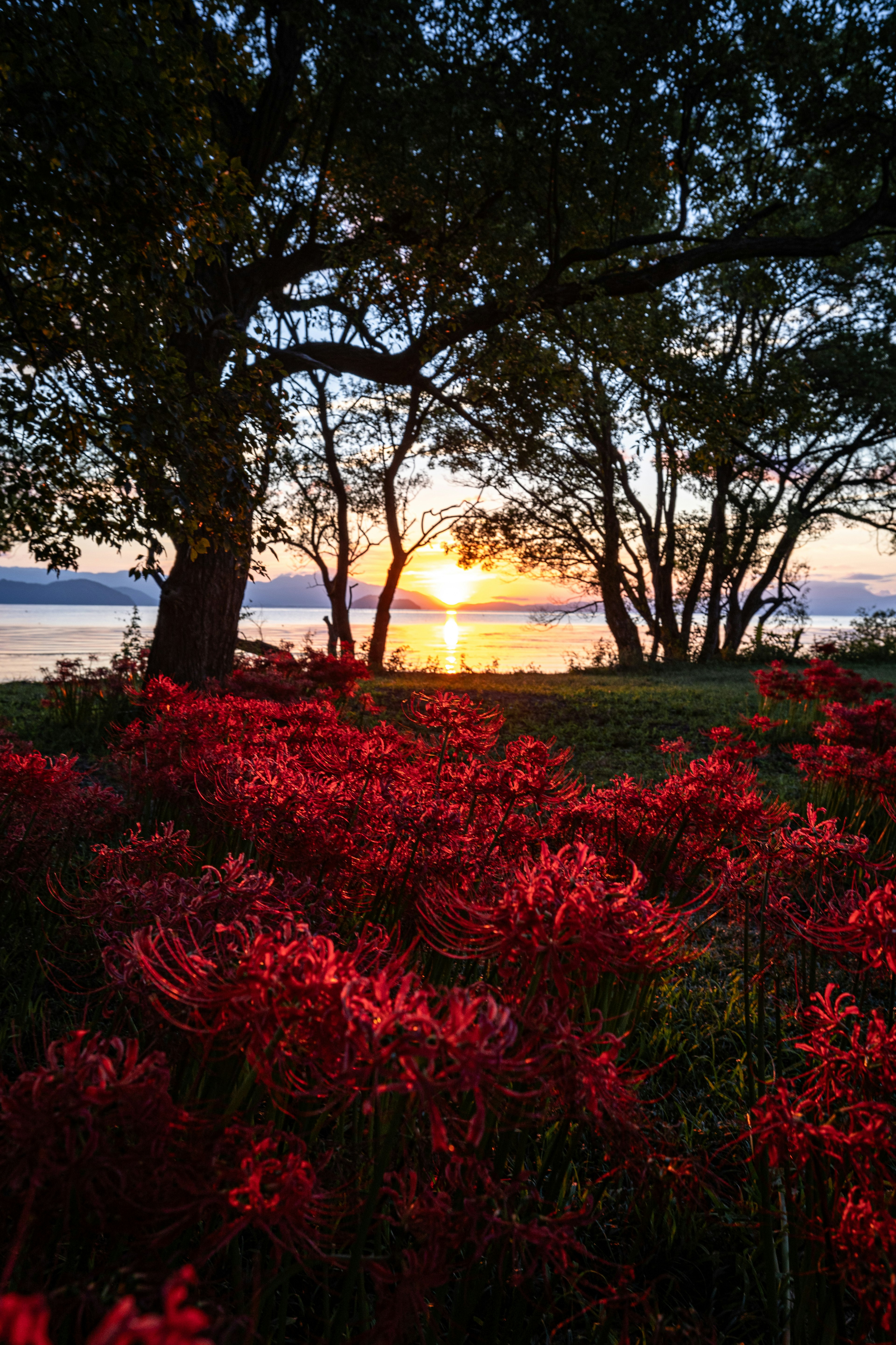 Landscape featuring red flowers and trees with a sunset in the background