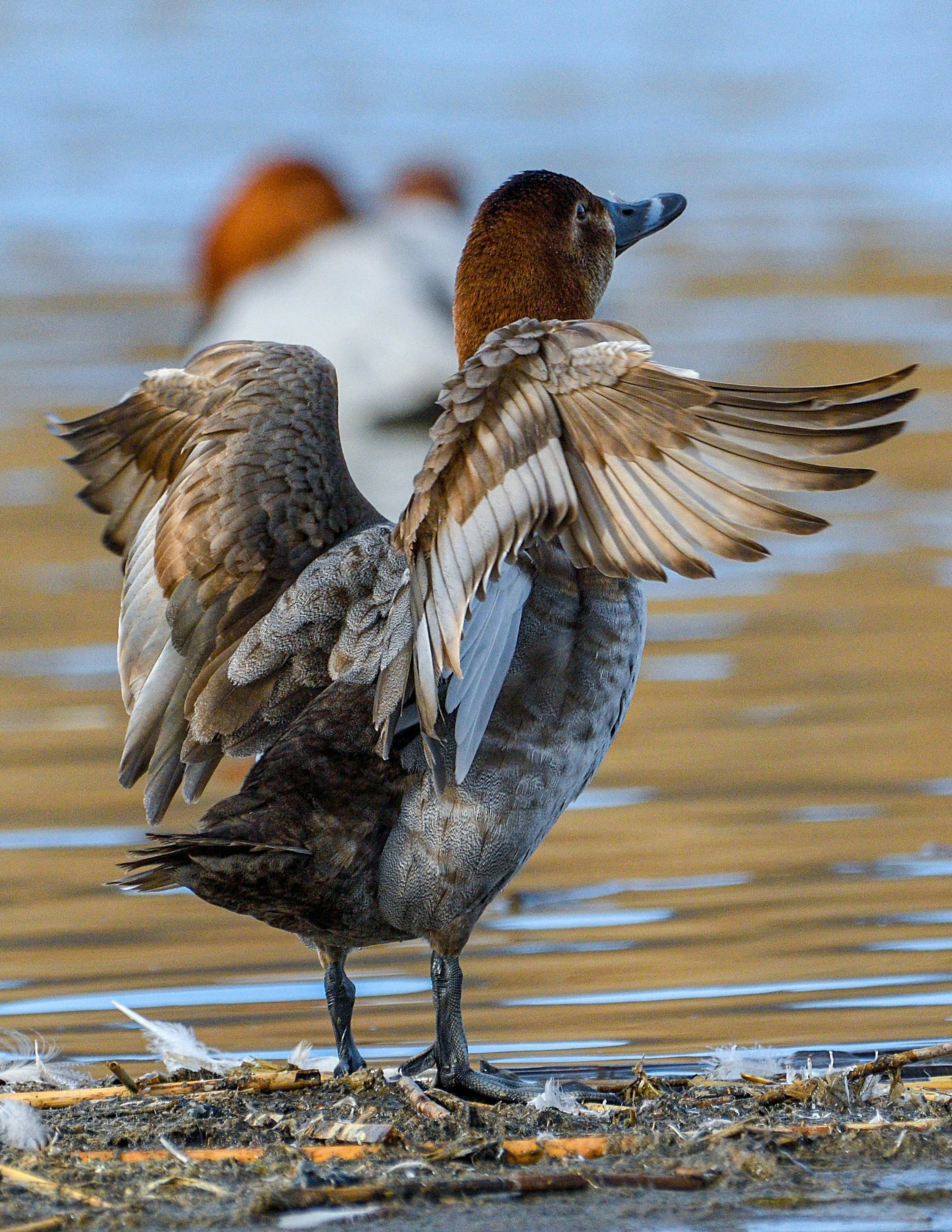 Male duck spreading its wings by the water's edge