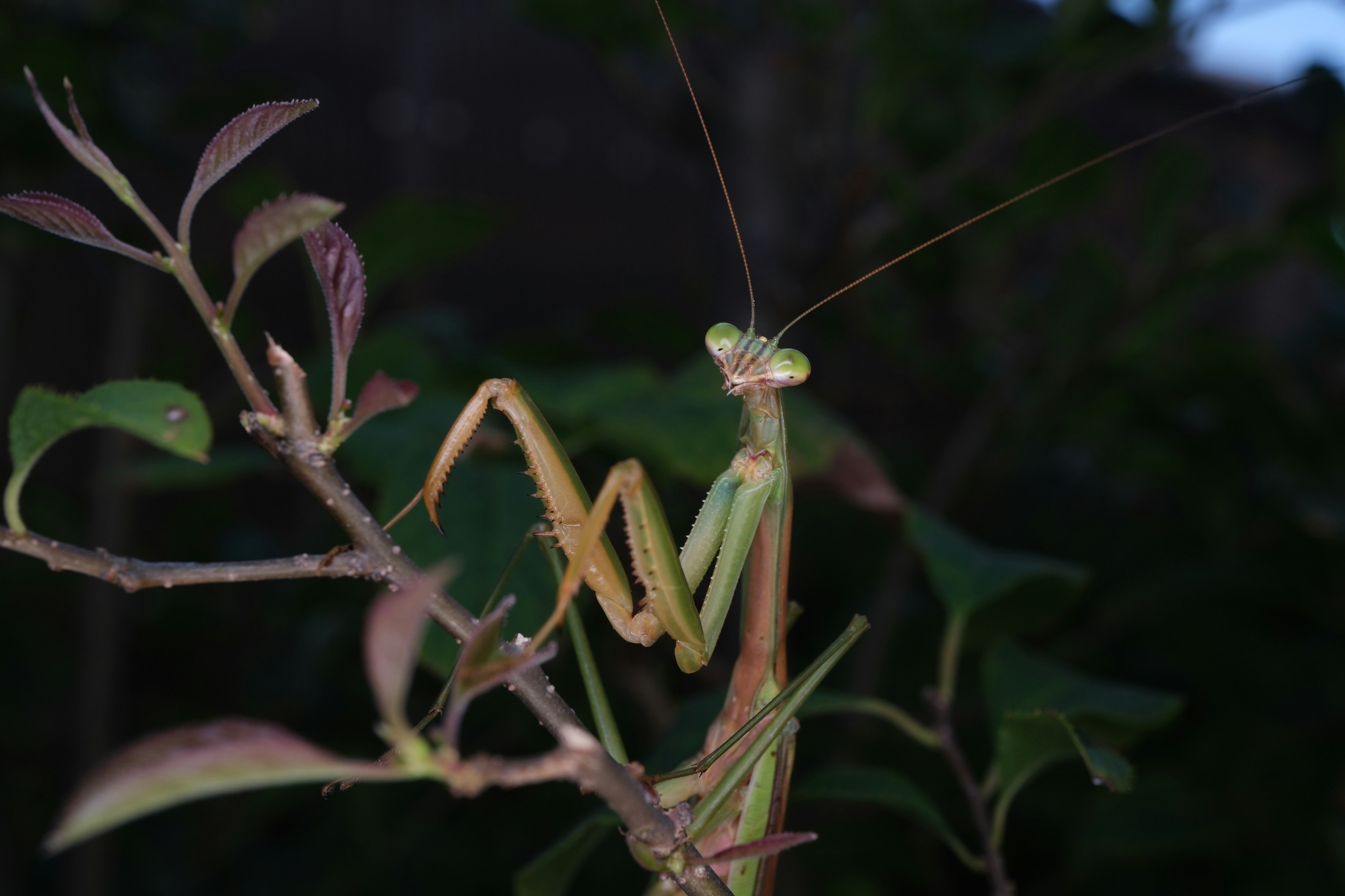 緑色のカマキリが葉の上にいる夜のシーン