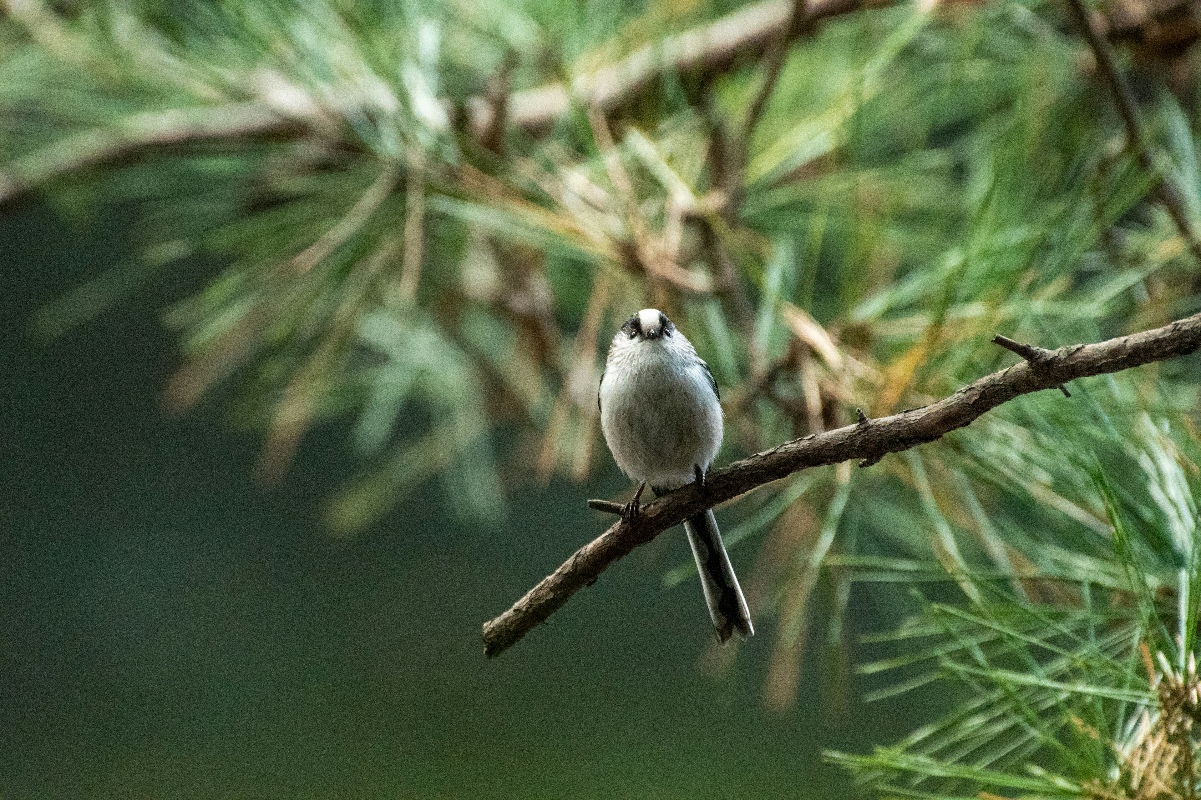 Un petit oiseau perché sur une branche d'arbre verte